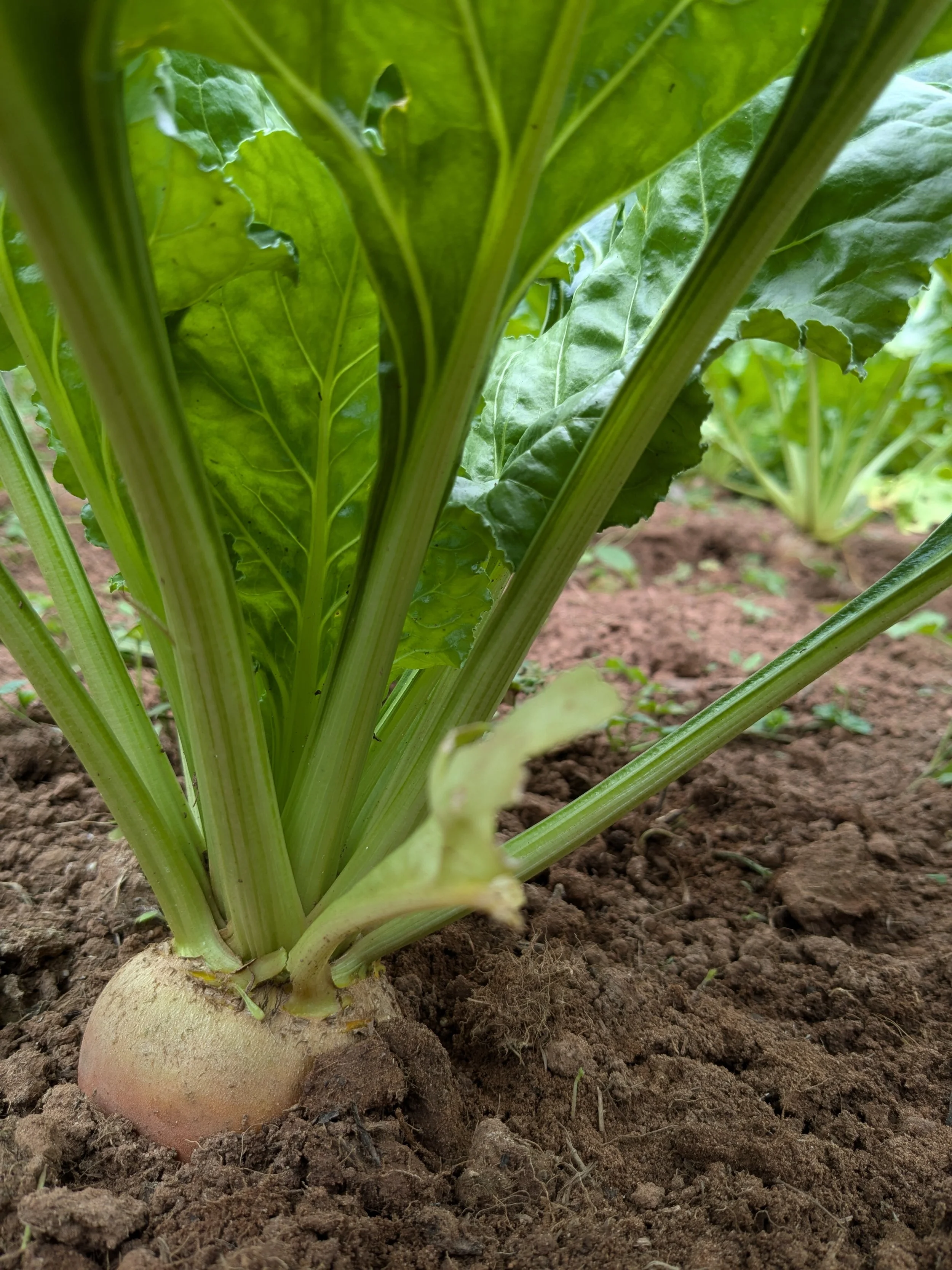 Mangelwurzel – Yellow Enkendorf