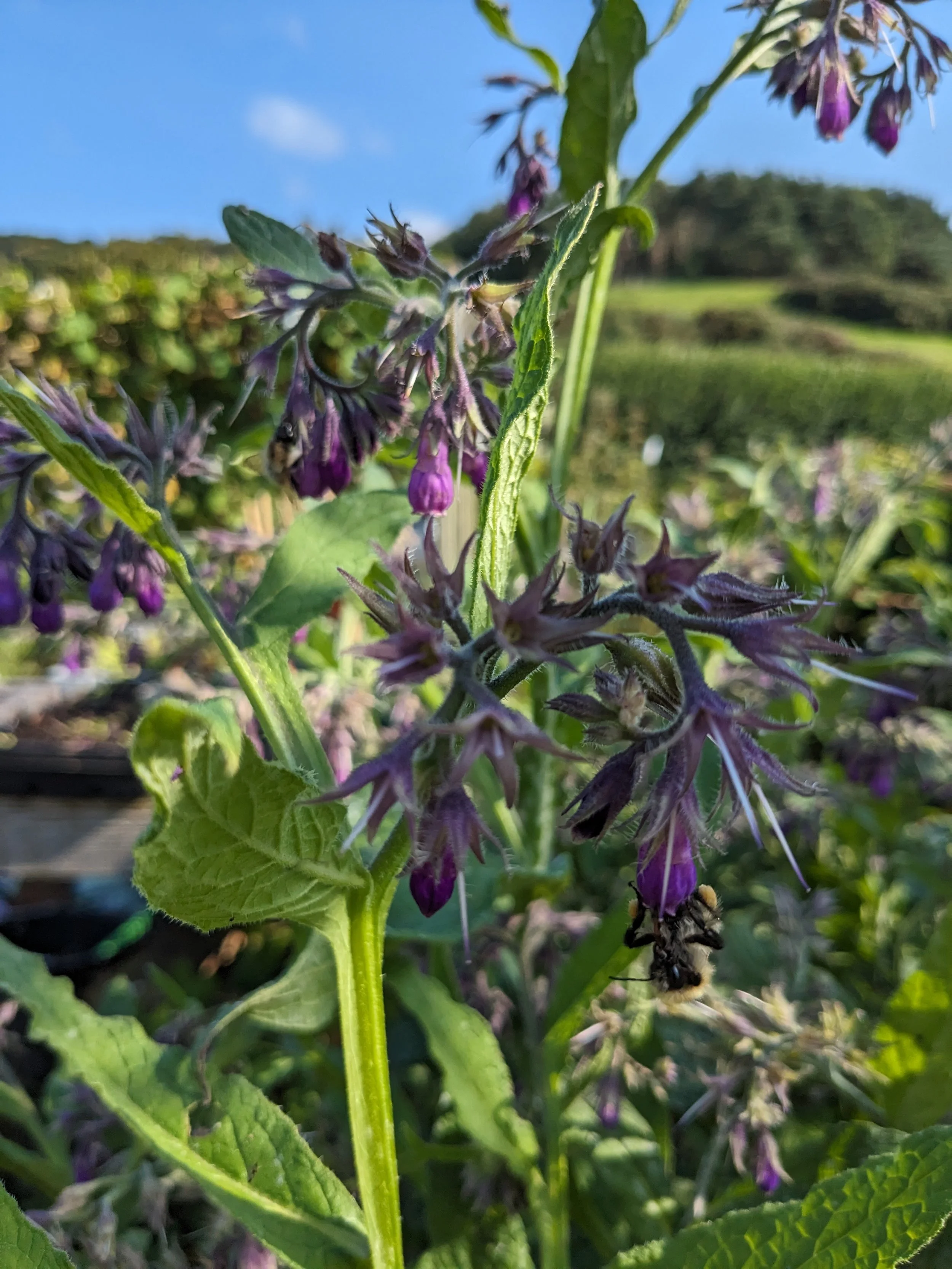 Comfrey  (Symphytum officinale)