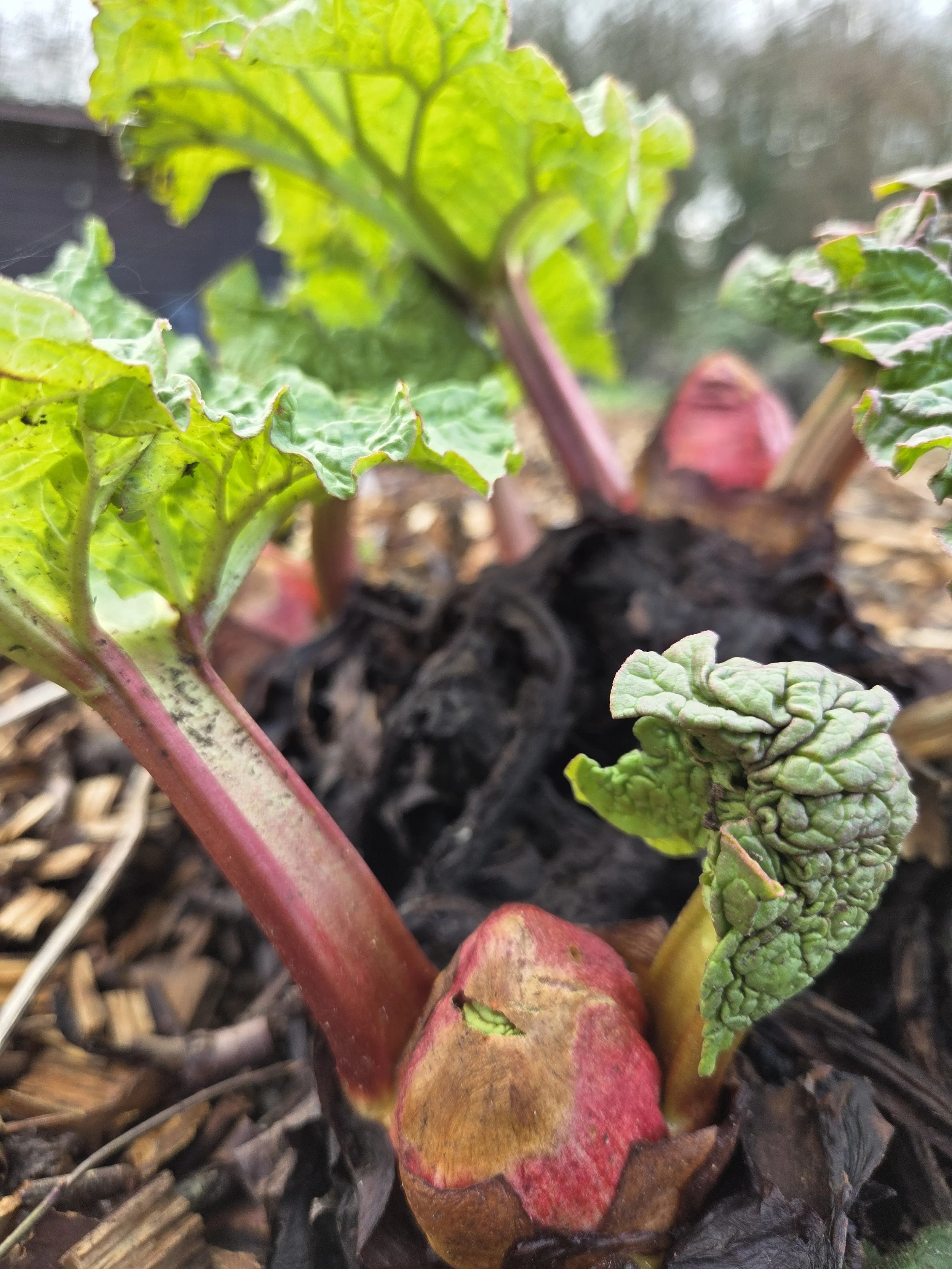 Rhubarb (Rheum rhabarbarum) - Mr Hawkes Champagne