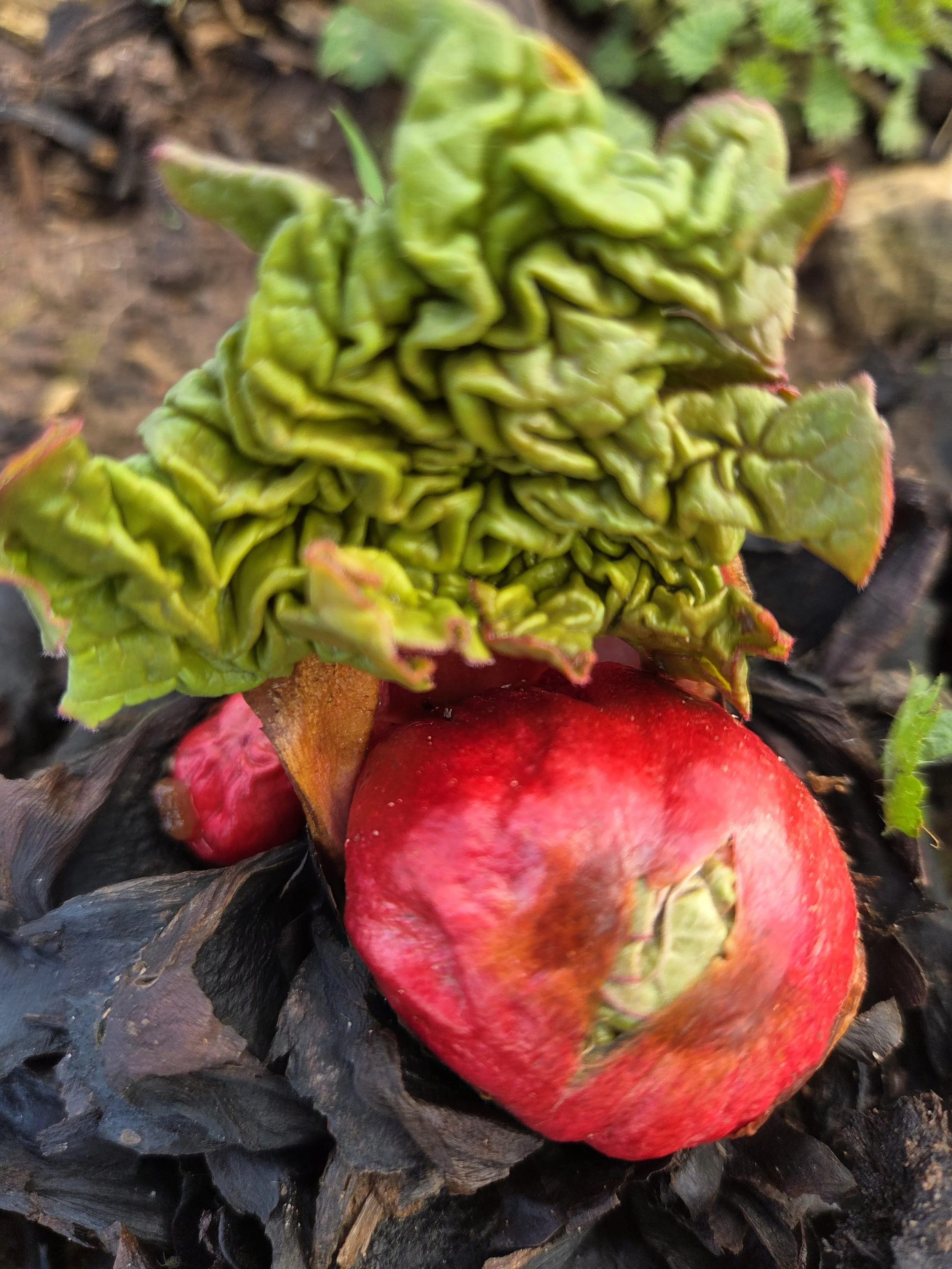 Rhubarb (Rheum rhabarbarum) -  Myatt's Victoria