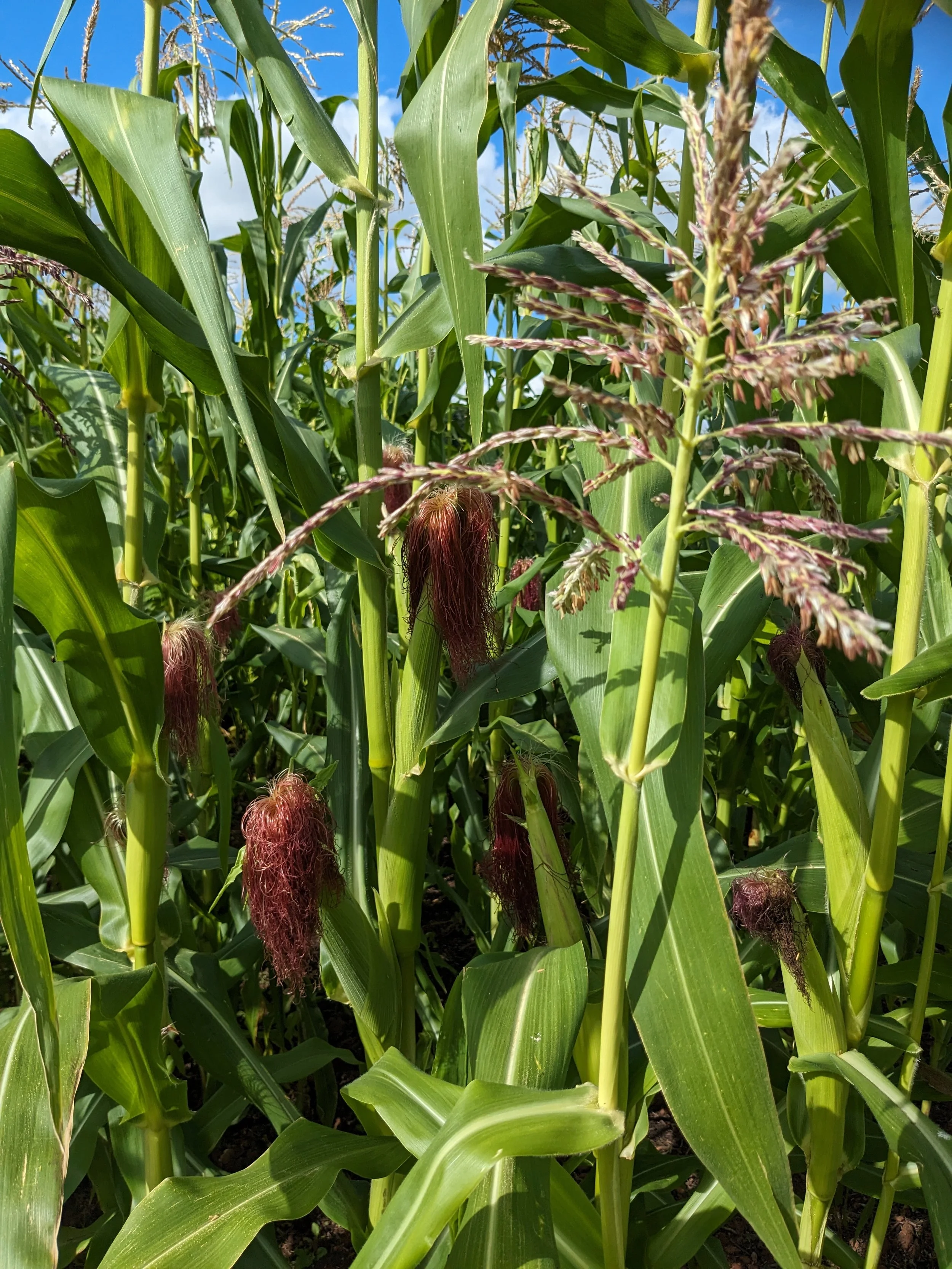 Sweet corn - Stowells evergreen (Zea Mays)