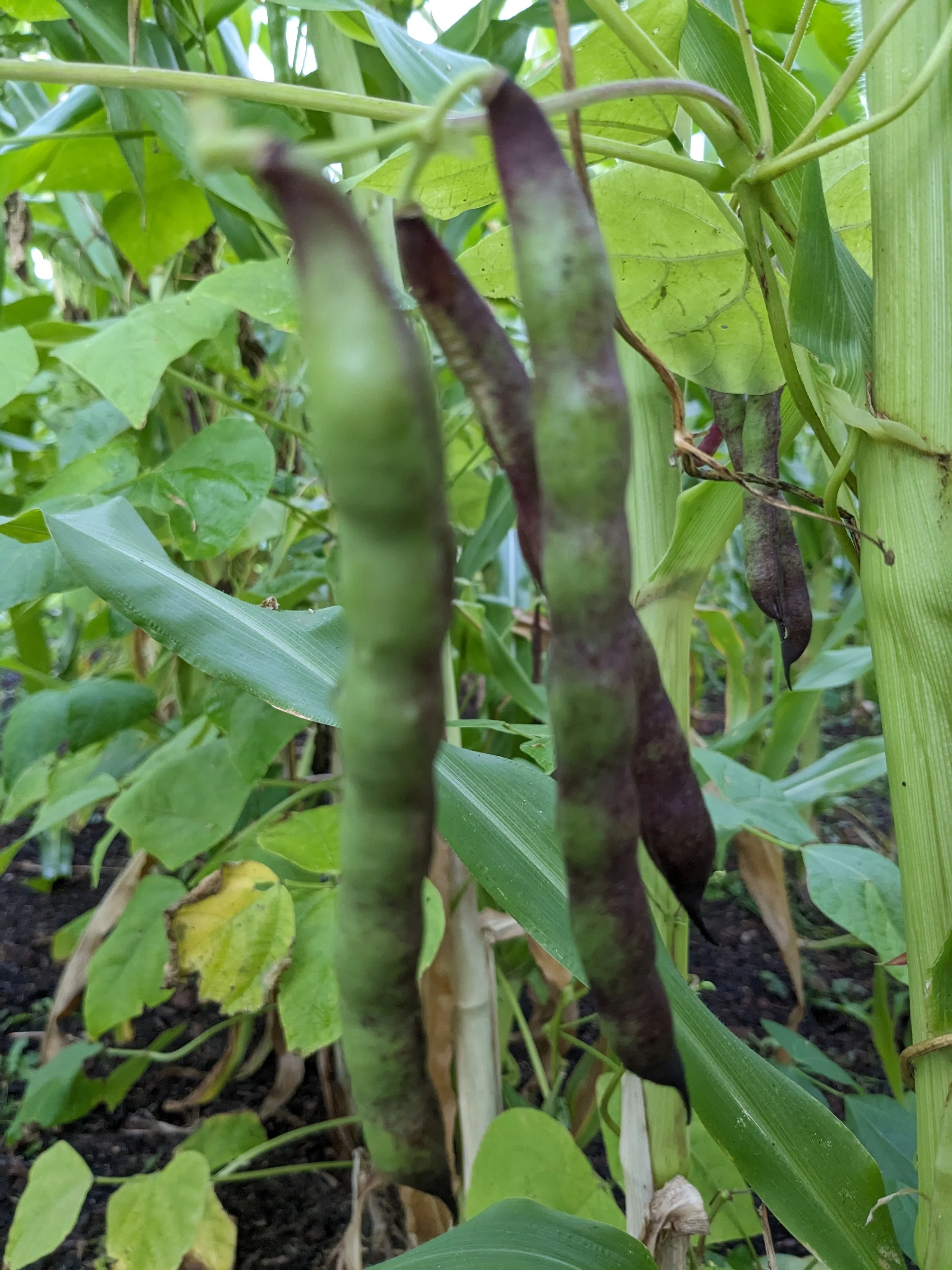 Climbing Bean - Cherokee Trail Of Tears