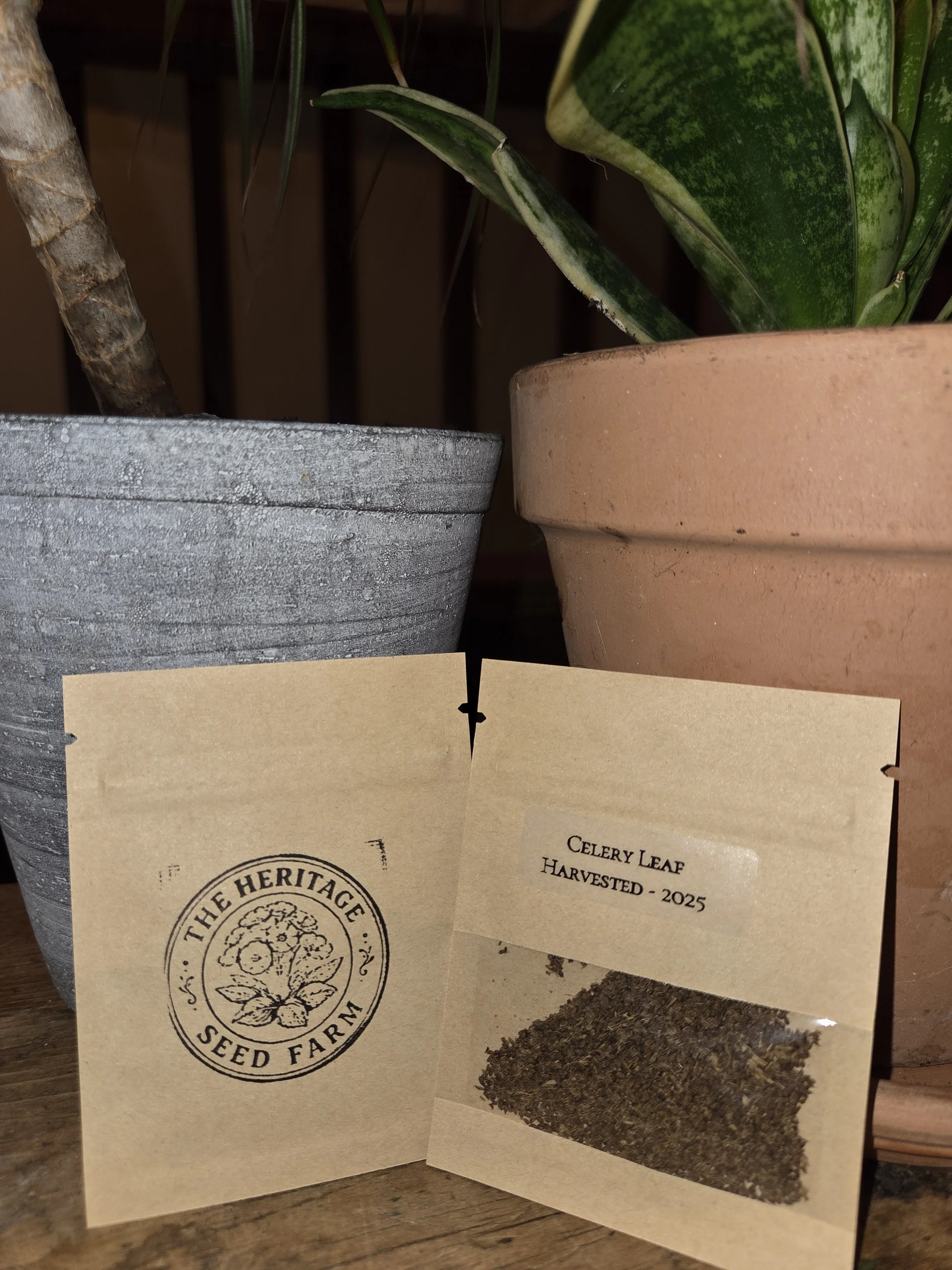 Leaf Celery (Apium graveolens var. secalinum)