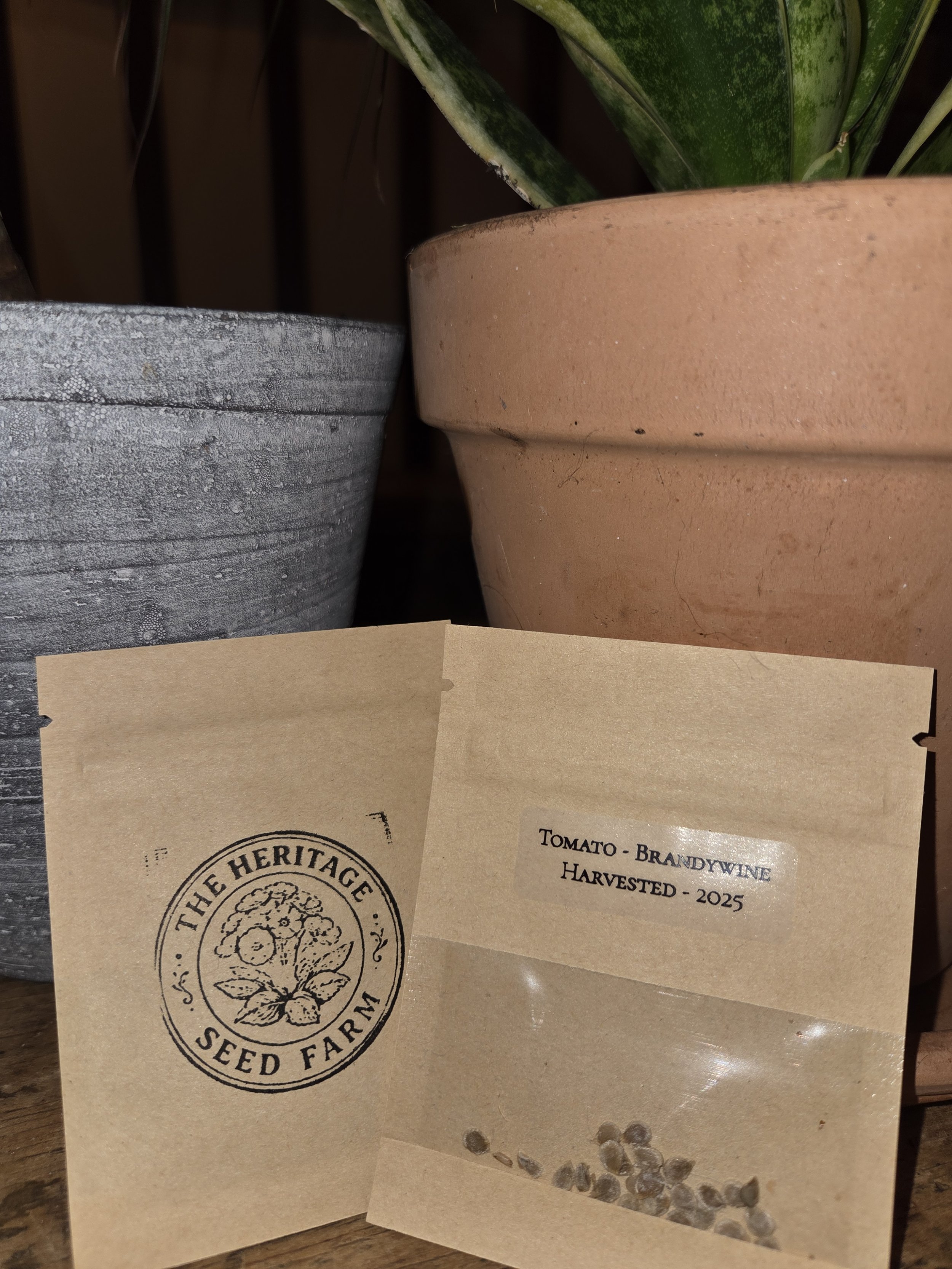 Tomato (Solanum lycopersicum) - Sudduth's Brandywine