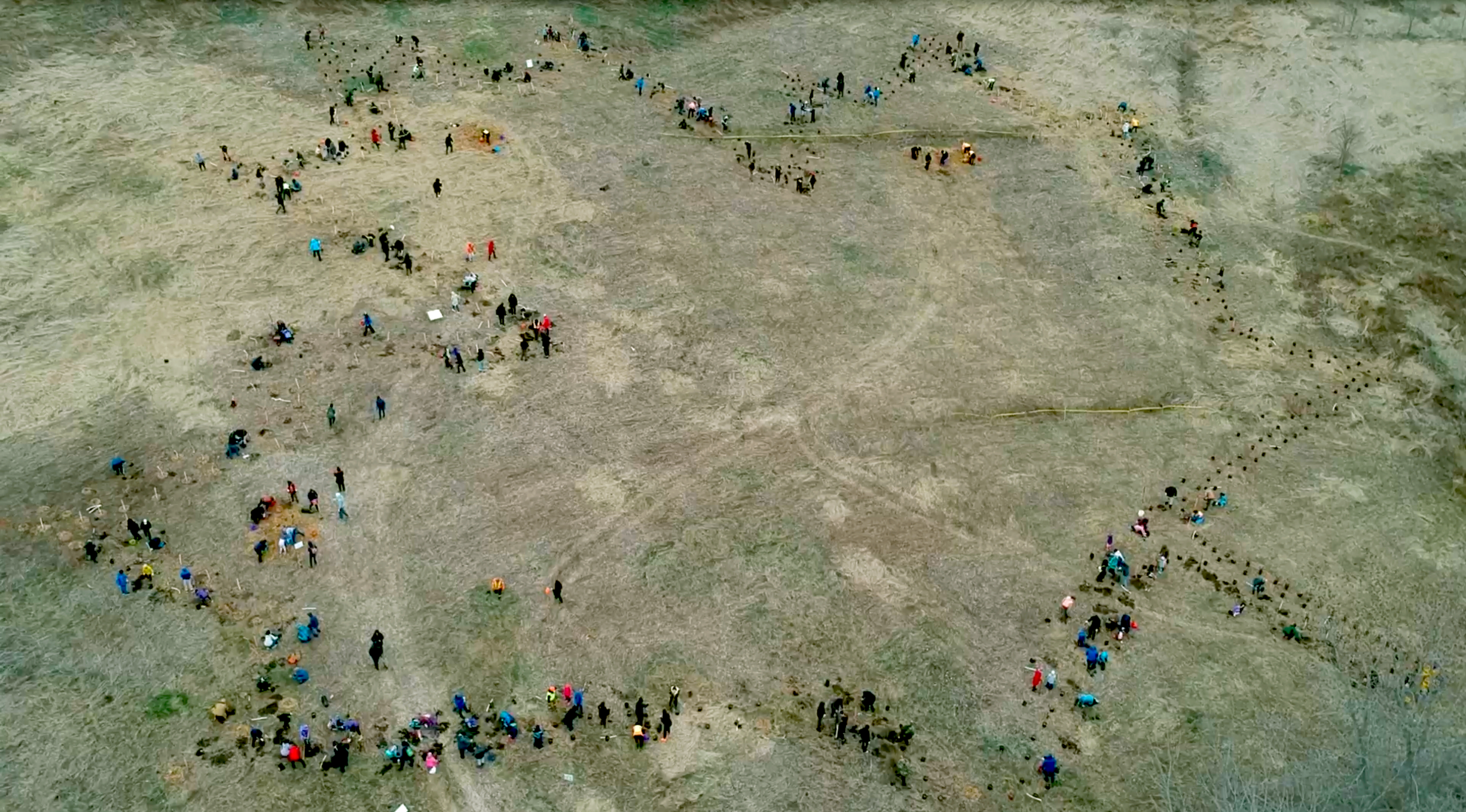 Aerial view of Ajax Welcome Forest planting in the shape of a maple leaf