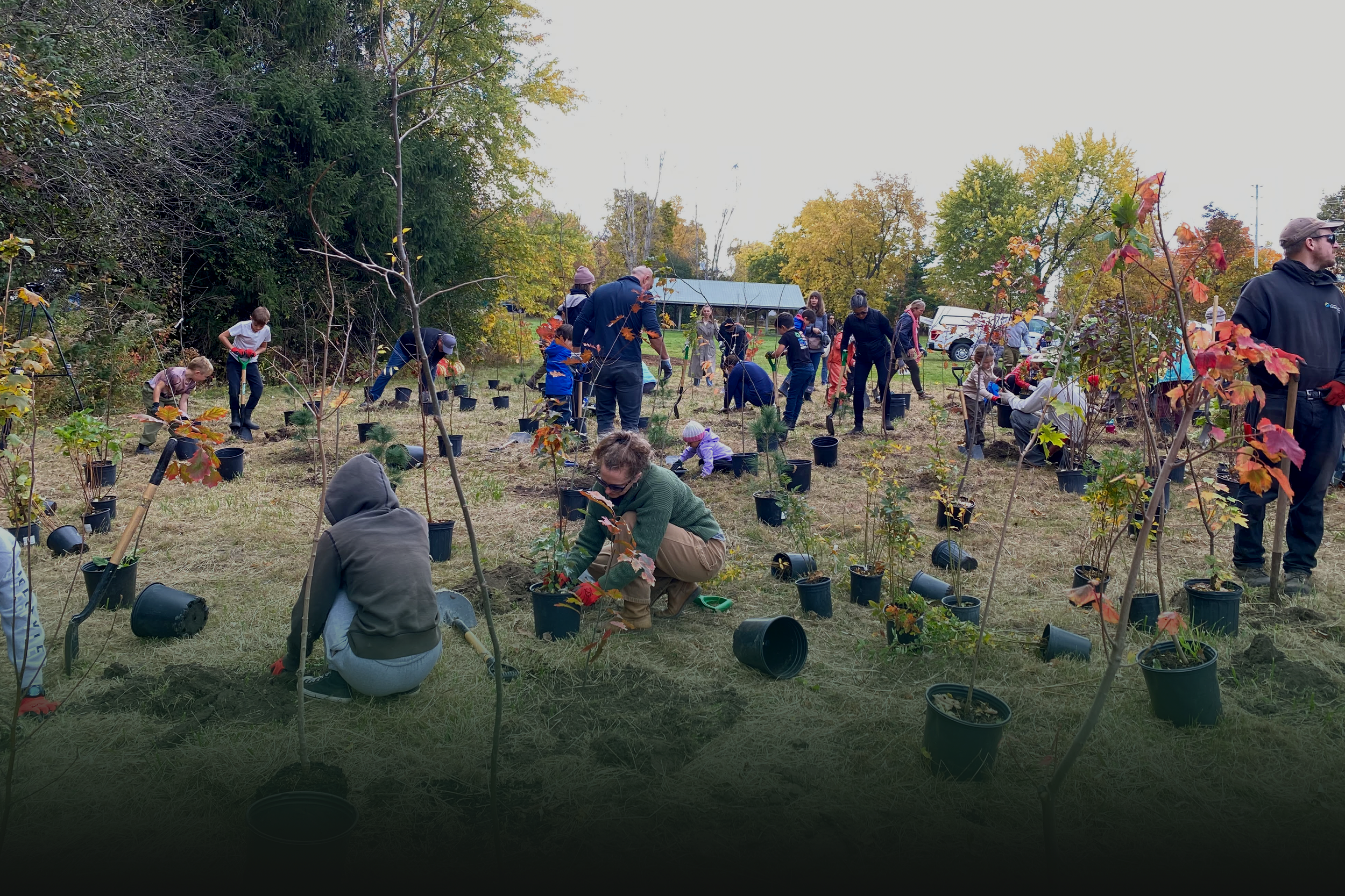 Volunteers planting trees with Trees for Life