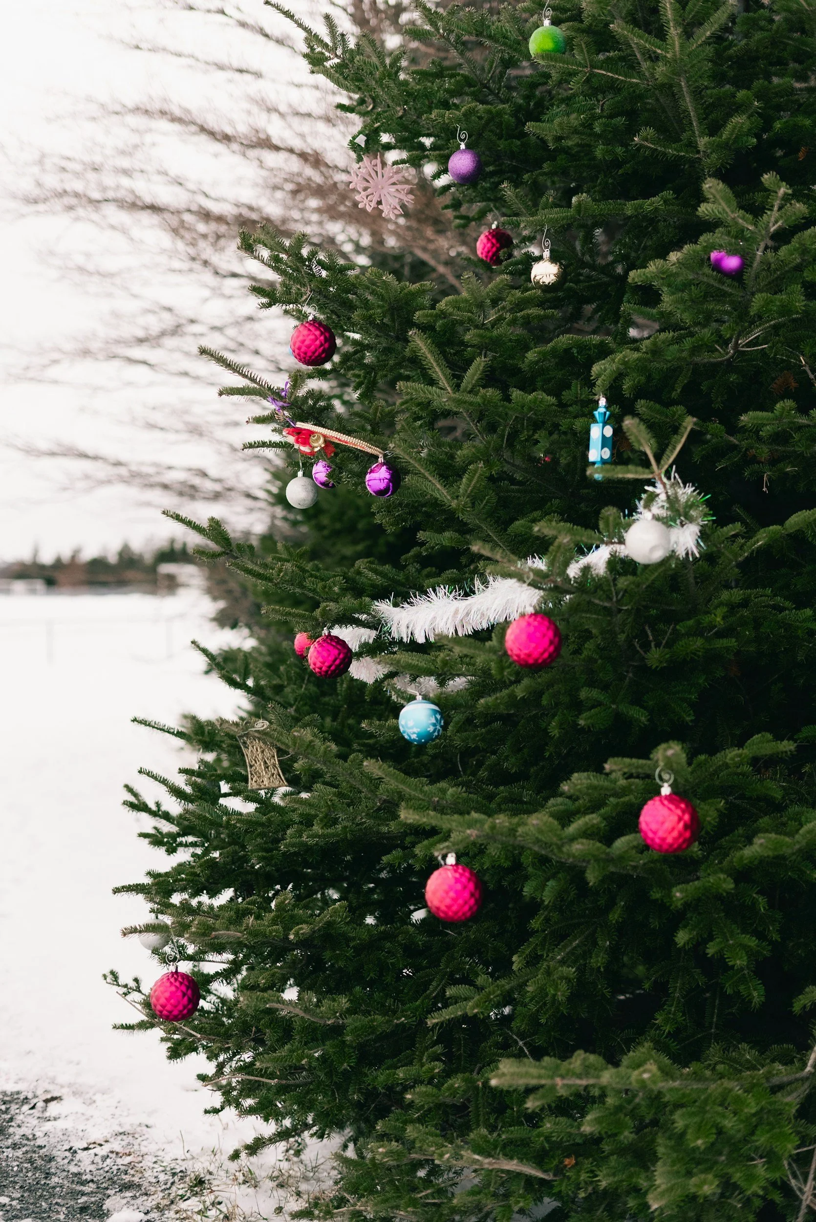Christmas Tree Lighting Ceremony