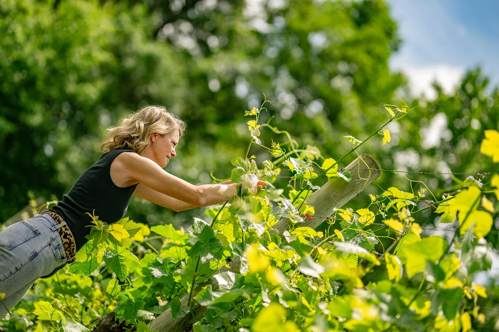 Harvesting and Wine Making