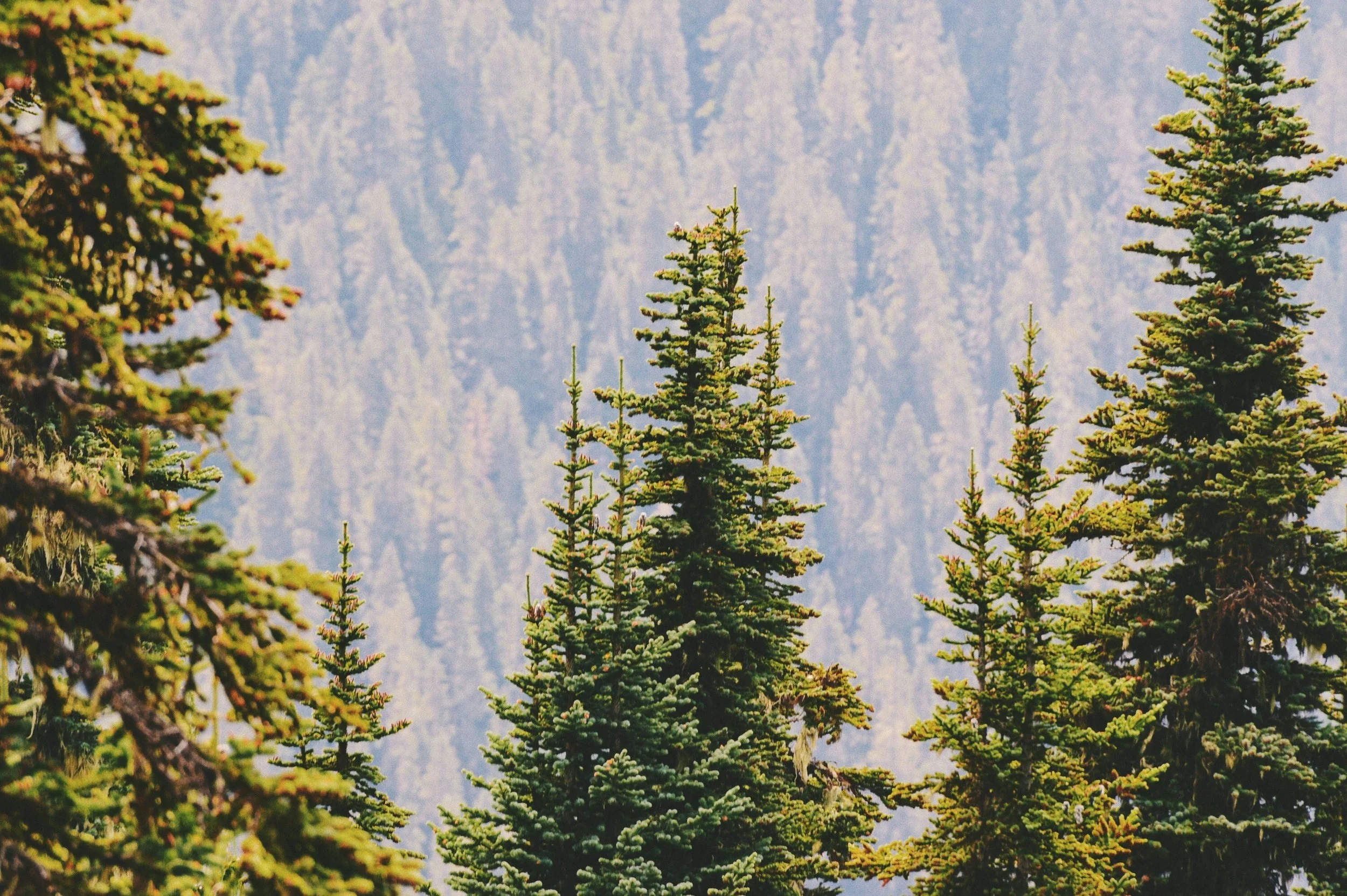 Pine trees in a forest with a mountainous backdrop.