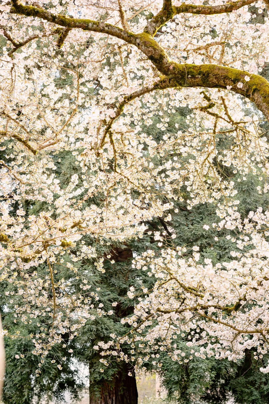 Seasonal blossoms and nature detail from a Seattle family portrait session outdoors in the springtime