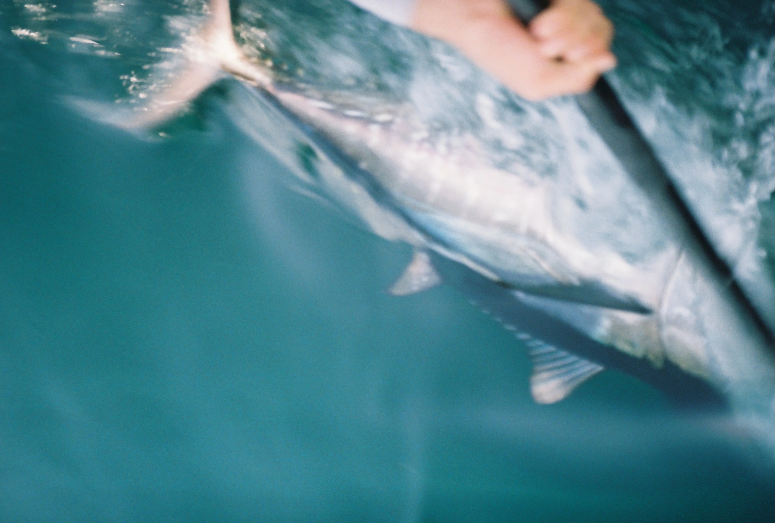 Catch&Release