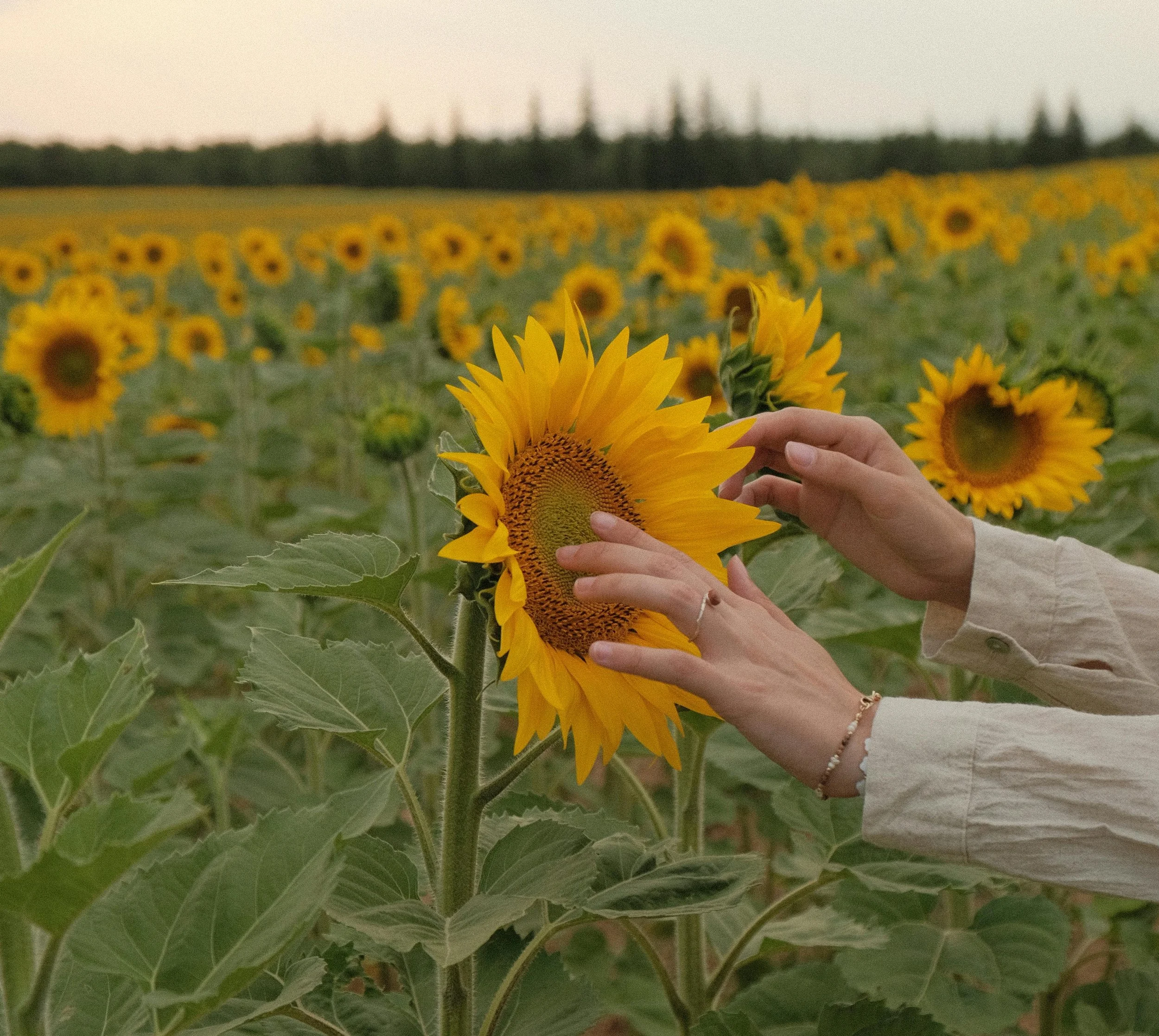 A vast field of sunflowers in full bloom under a blue sky
