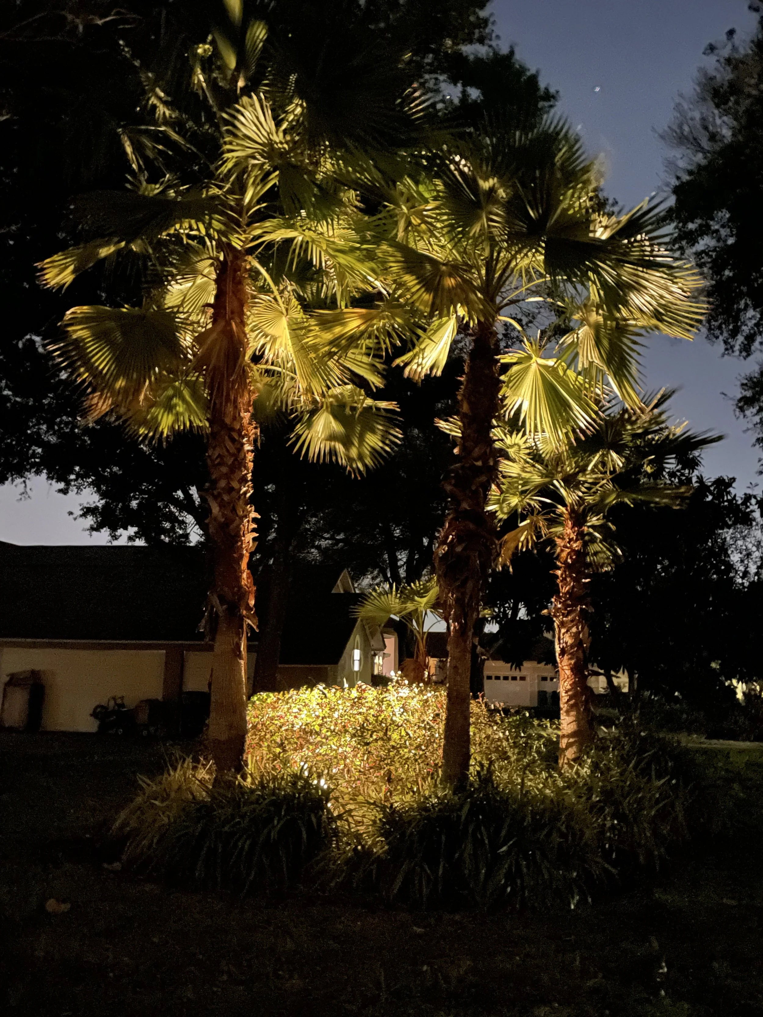 Nighttime scene of illuminated palm trees and bushes in a residential yard with houses in the background.