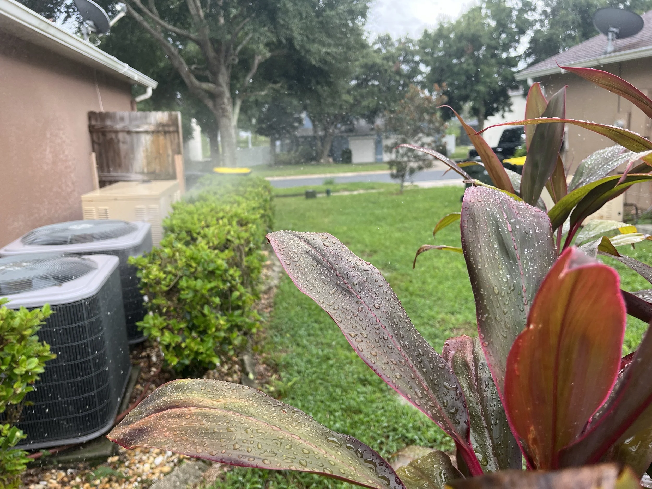 Rain droplets on colorful plant leaves in a backyard, with air conditioning units, shrubs, a tree, and a residential street in the background.