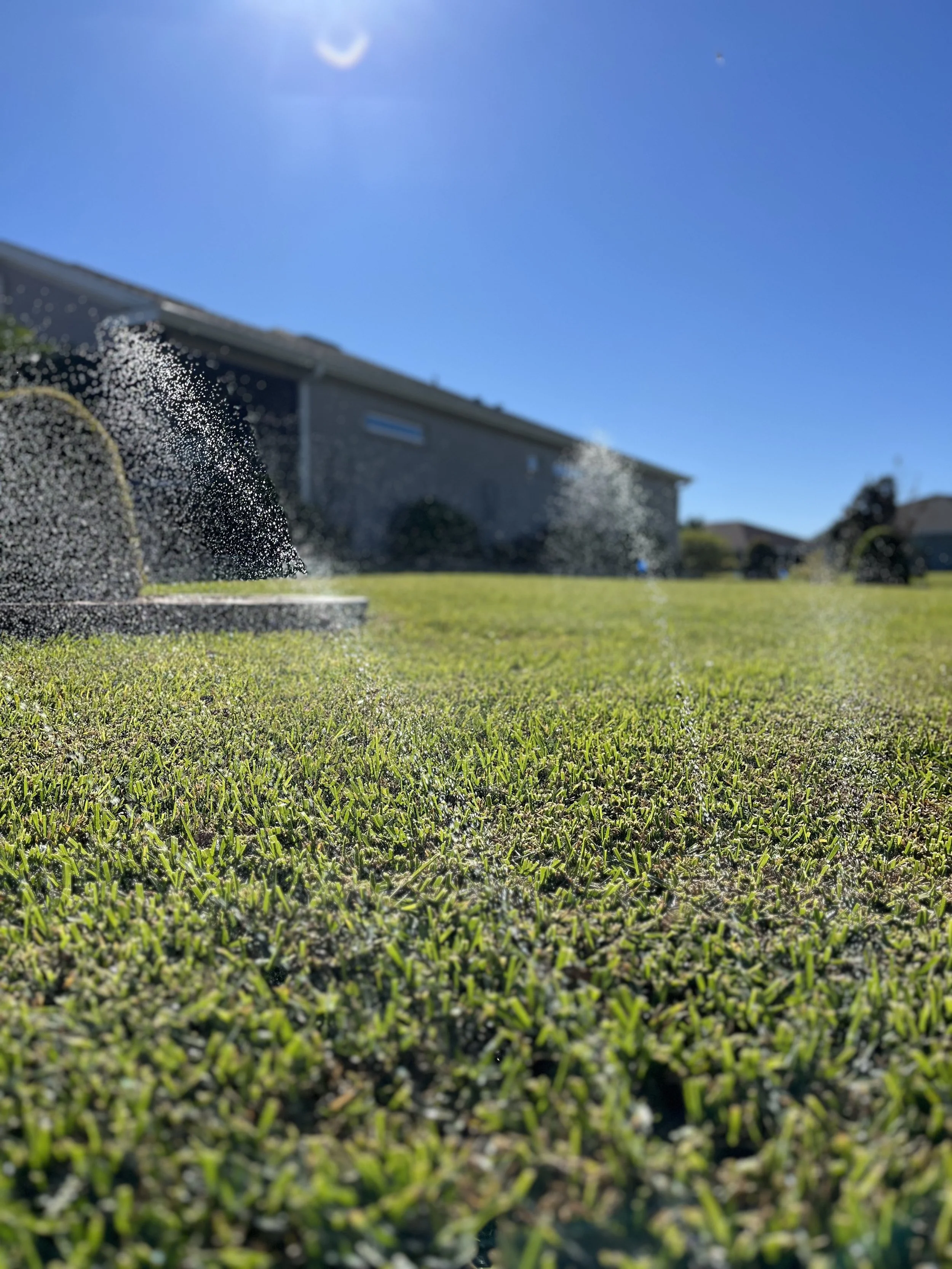 Close-up of a lush green lawn with dew or water spray, with a house in the background and the sun shining brightly in the clear blue sky.