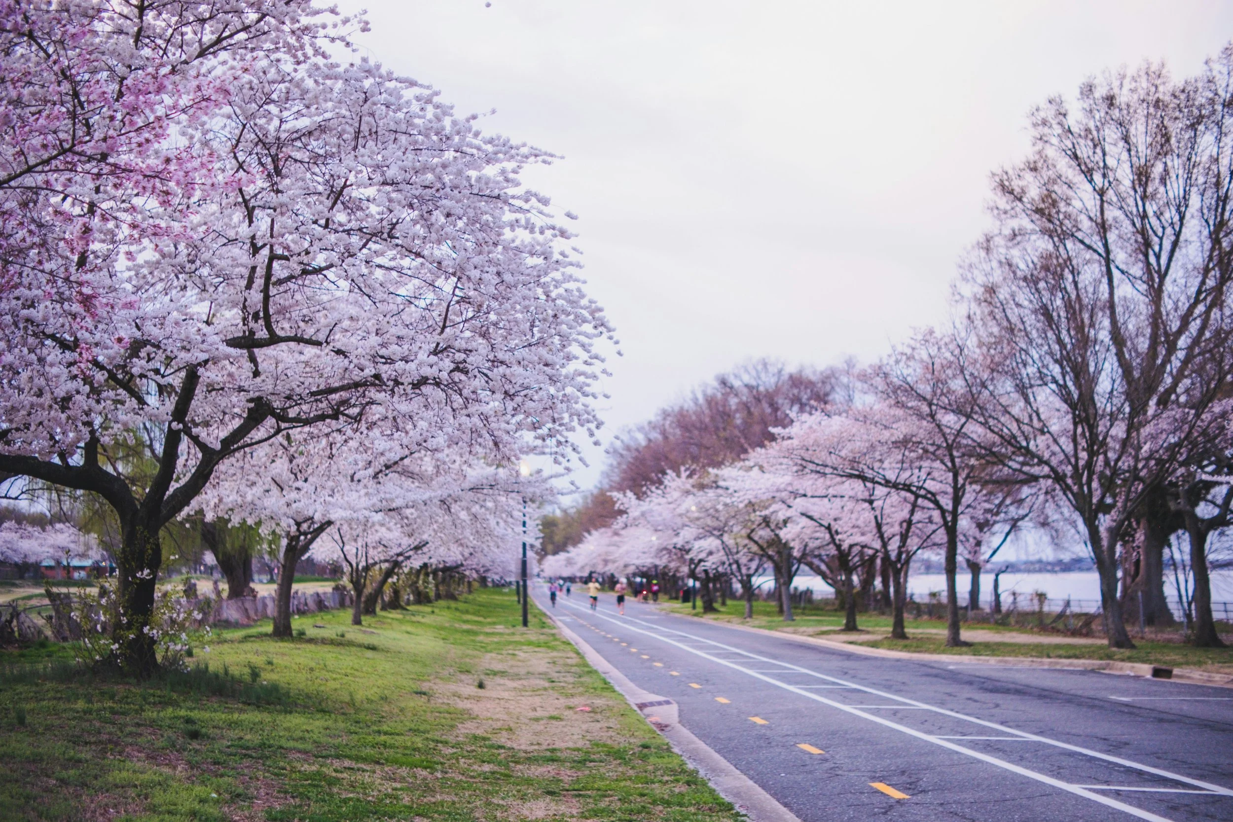 Cherry blossom trees in full bloom along a paved park road, with a few people walking or biking in the distance on an overcast day.