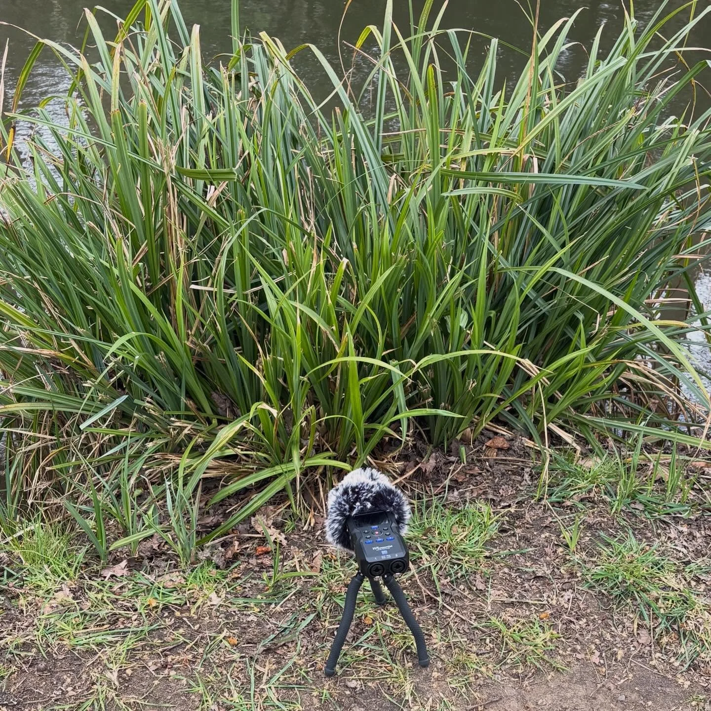 Recently I've been levelling up my audio game and spending more time outside recording sounds and ambience. The wind shaking this plant by the river sounded sweet. Hoping to get this into a game project soon 🎙️