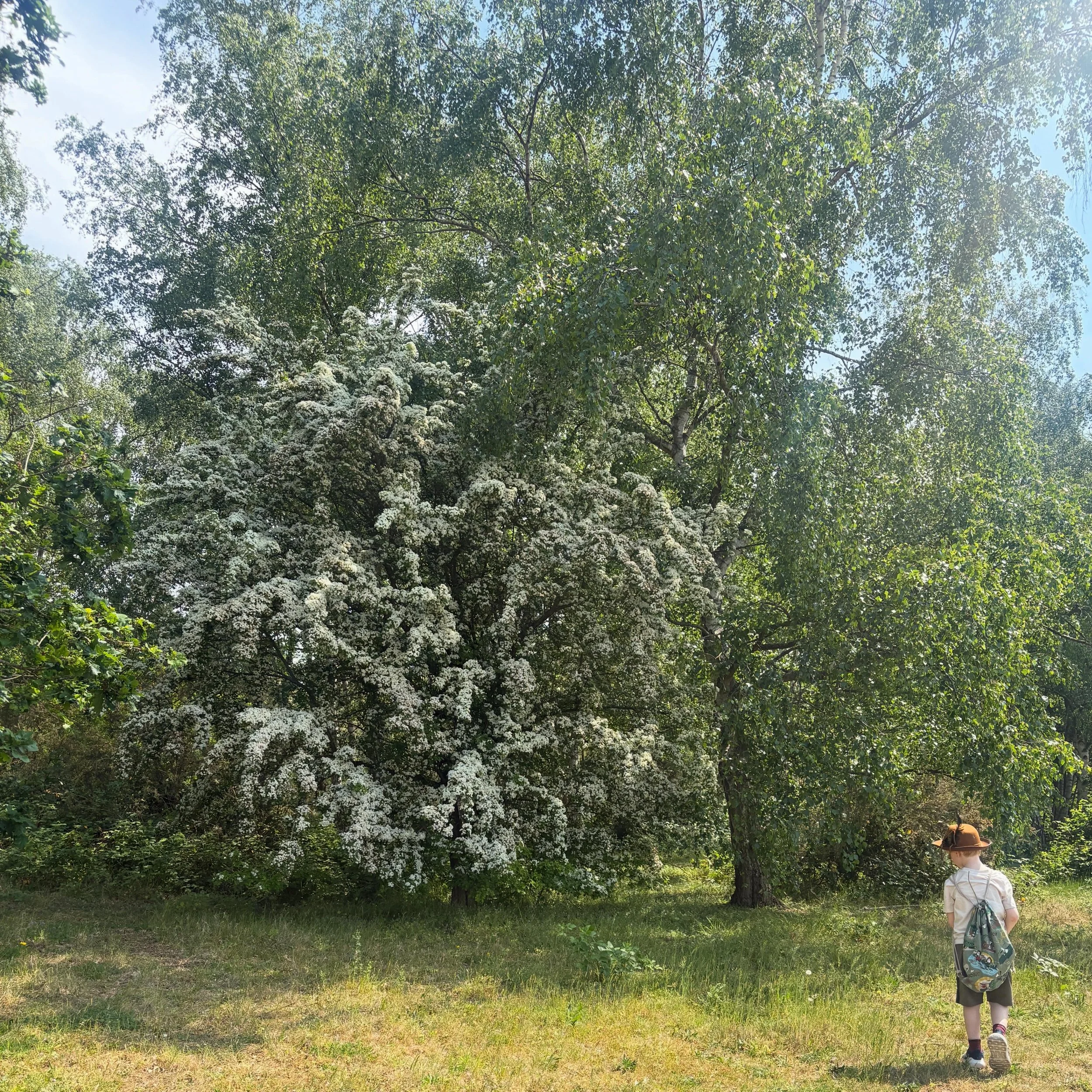 Blossoms