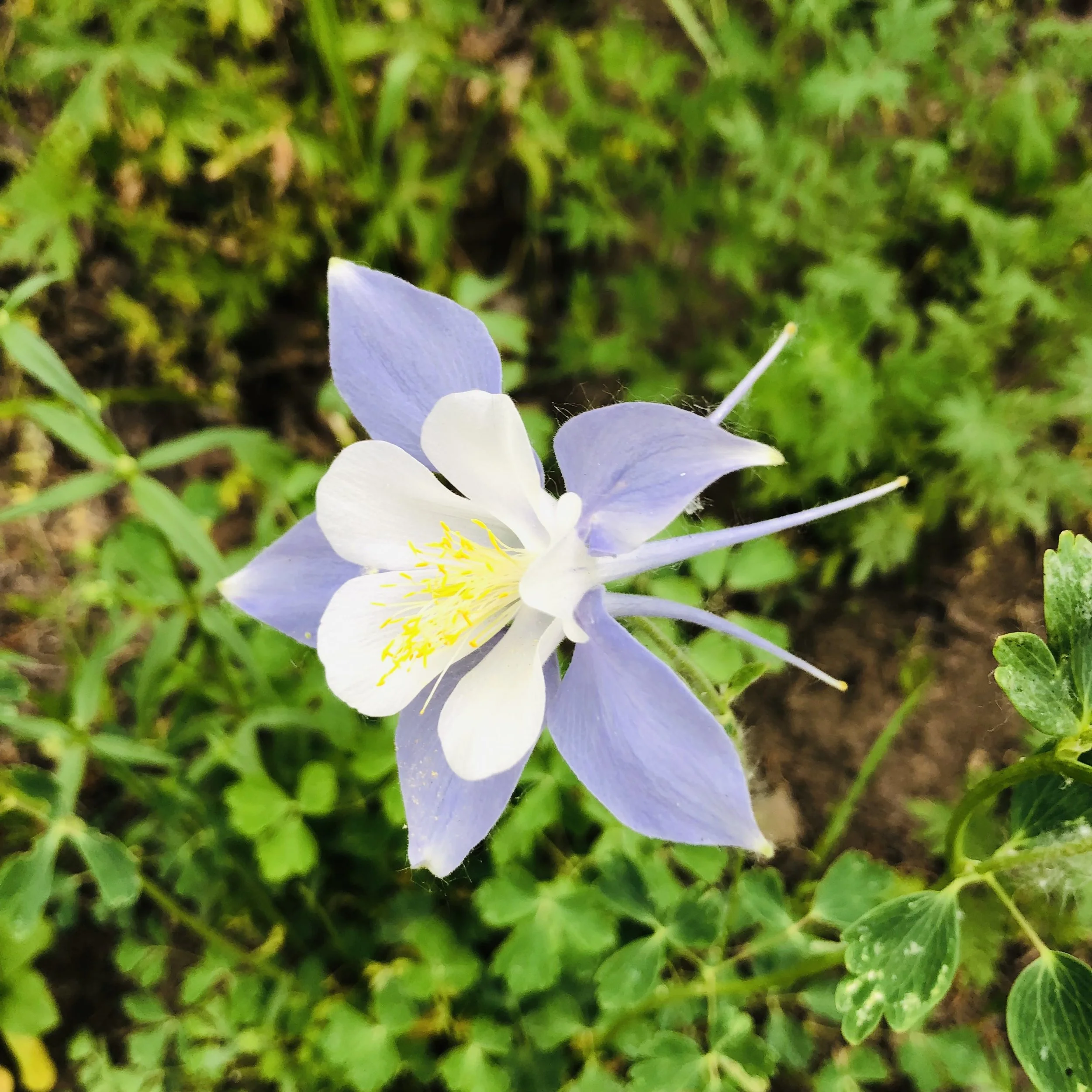 psychiatrist carbondale colorado adolescents adults