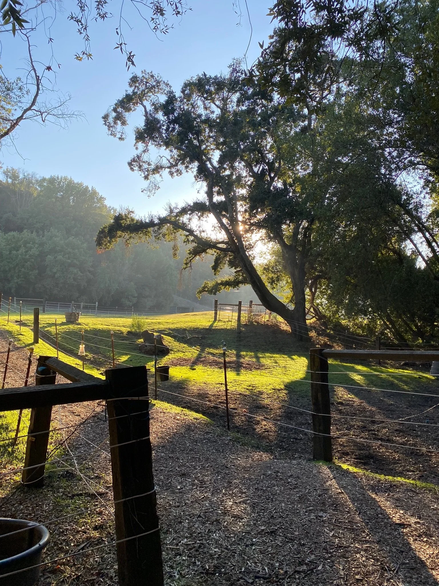 pastures in the morning at True North Horse