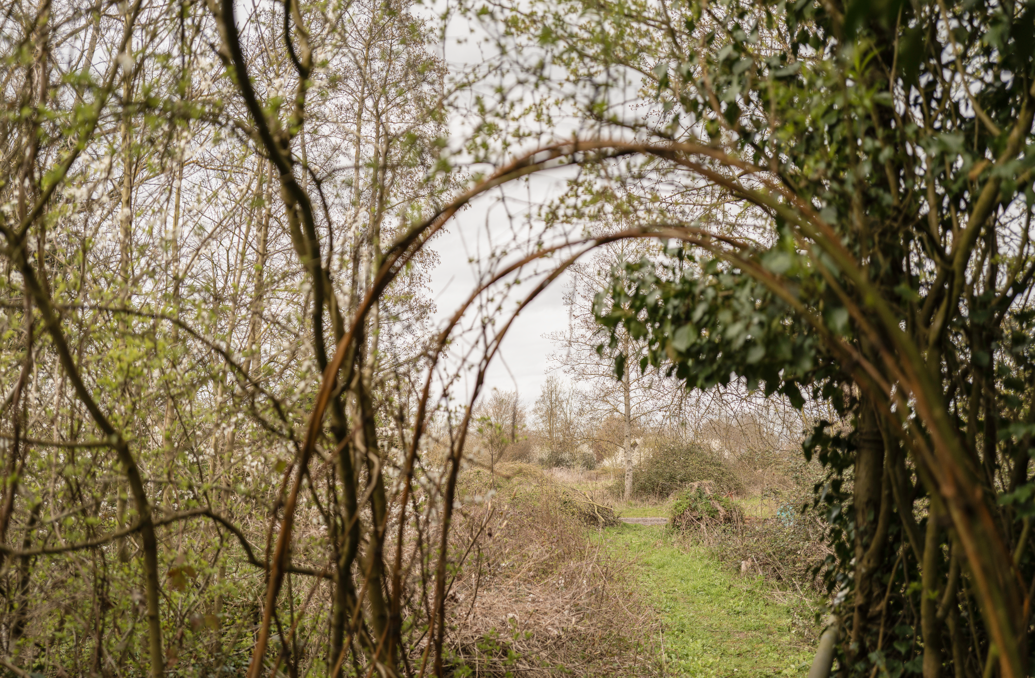View through a natural frame of tangled branches and leaves, revealing a grassy area with trees in the distance under a cloudy sky.