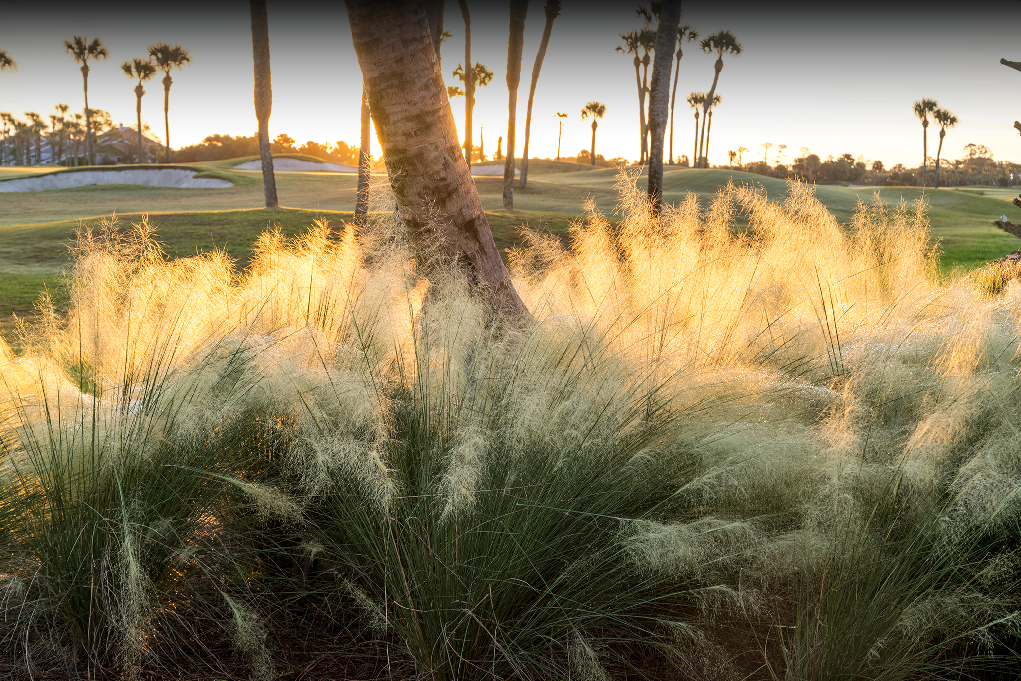 Sunset over a golf course with tall grass and palm trees.