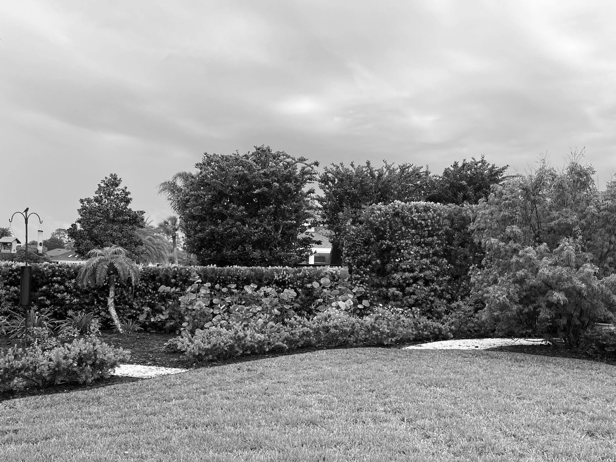 Black and white photo of a lush garden with a well-manicured lawn, various trees, and shrubs, under a cloudy sky.