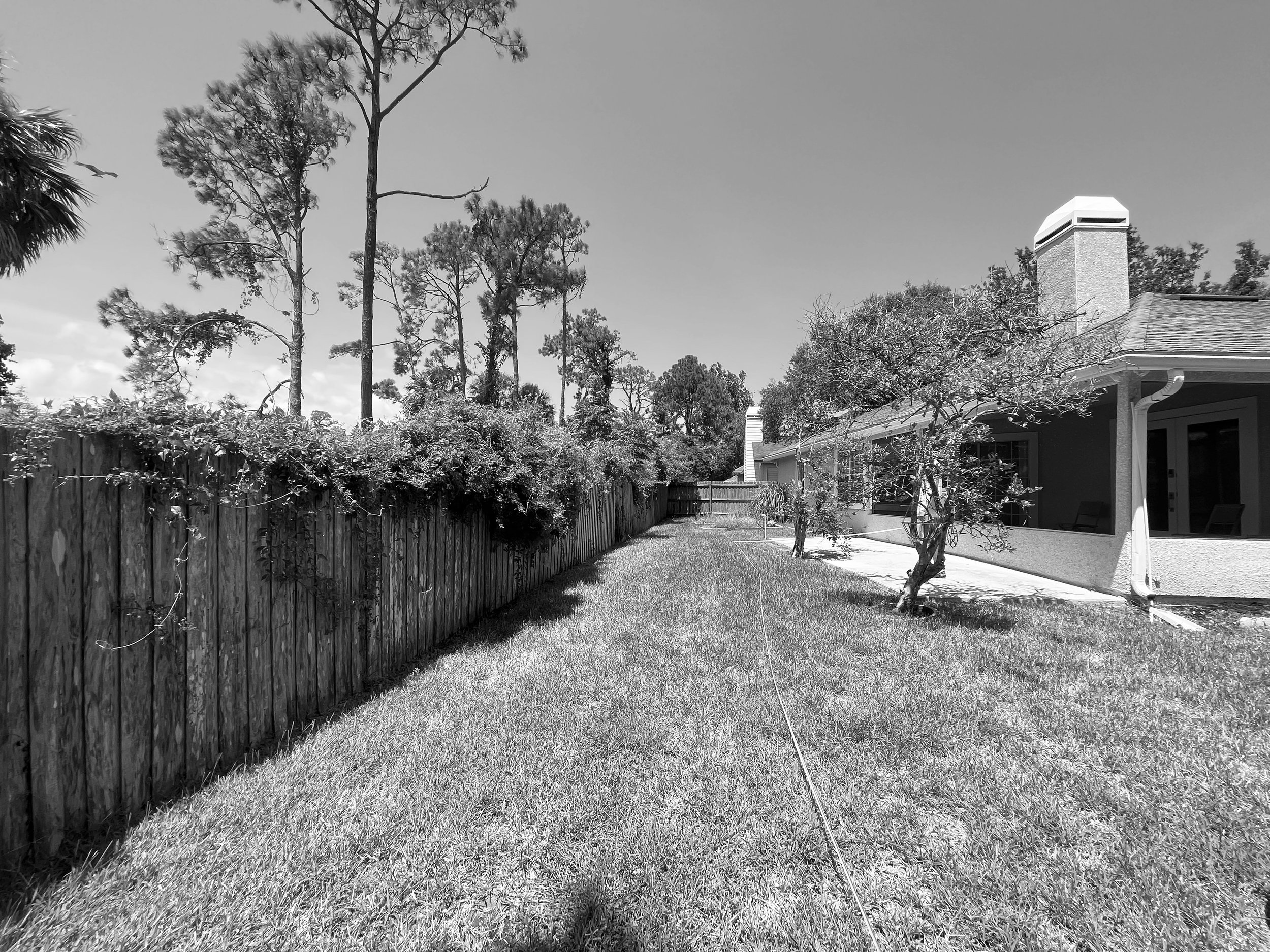 A backyard scene in black and white showing a grassy lawn with a wooden fence on the left, a house on the right, small trees close to the house, and taller trees in the background under a clear sky.