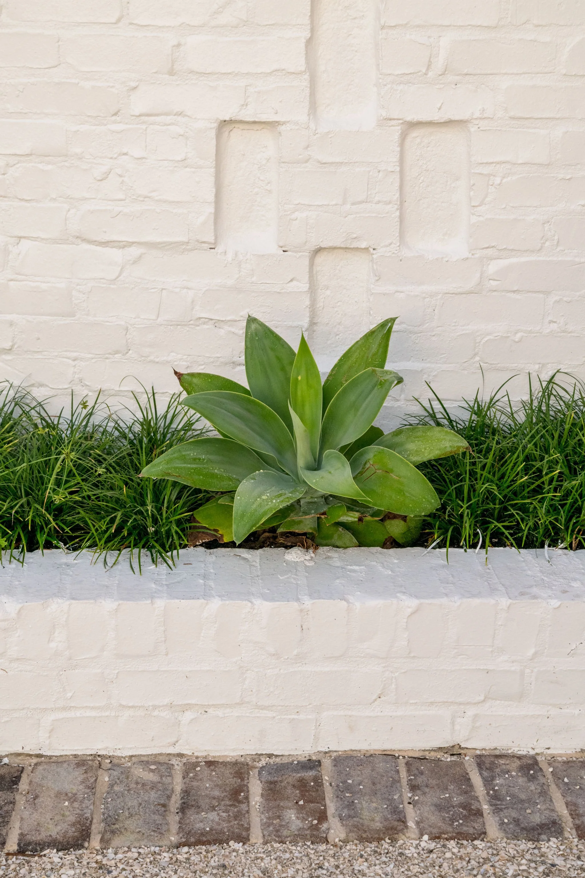 Sculptural agave planting framed by whitewashed brick and ornamental grasses in a minimalist coastal garden.