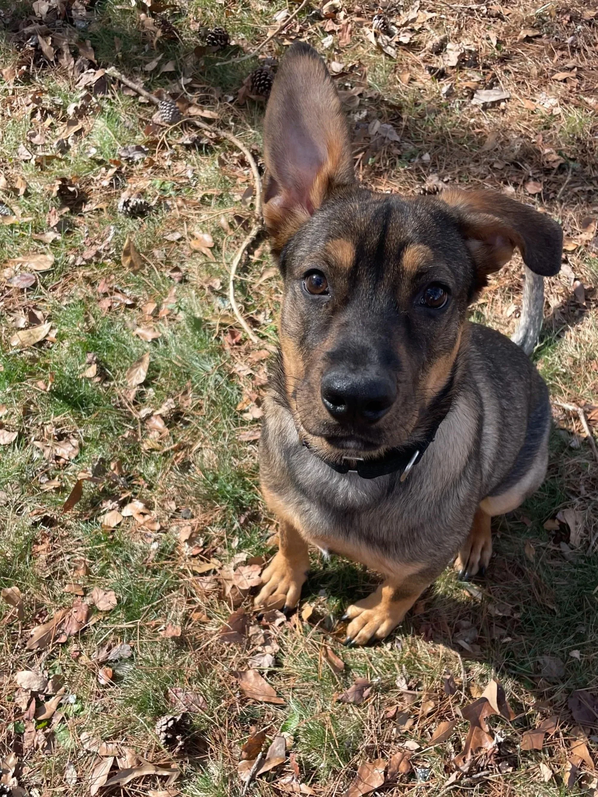 Young puppy with black and tan fur sitting outdoors