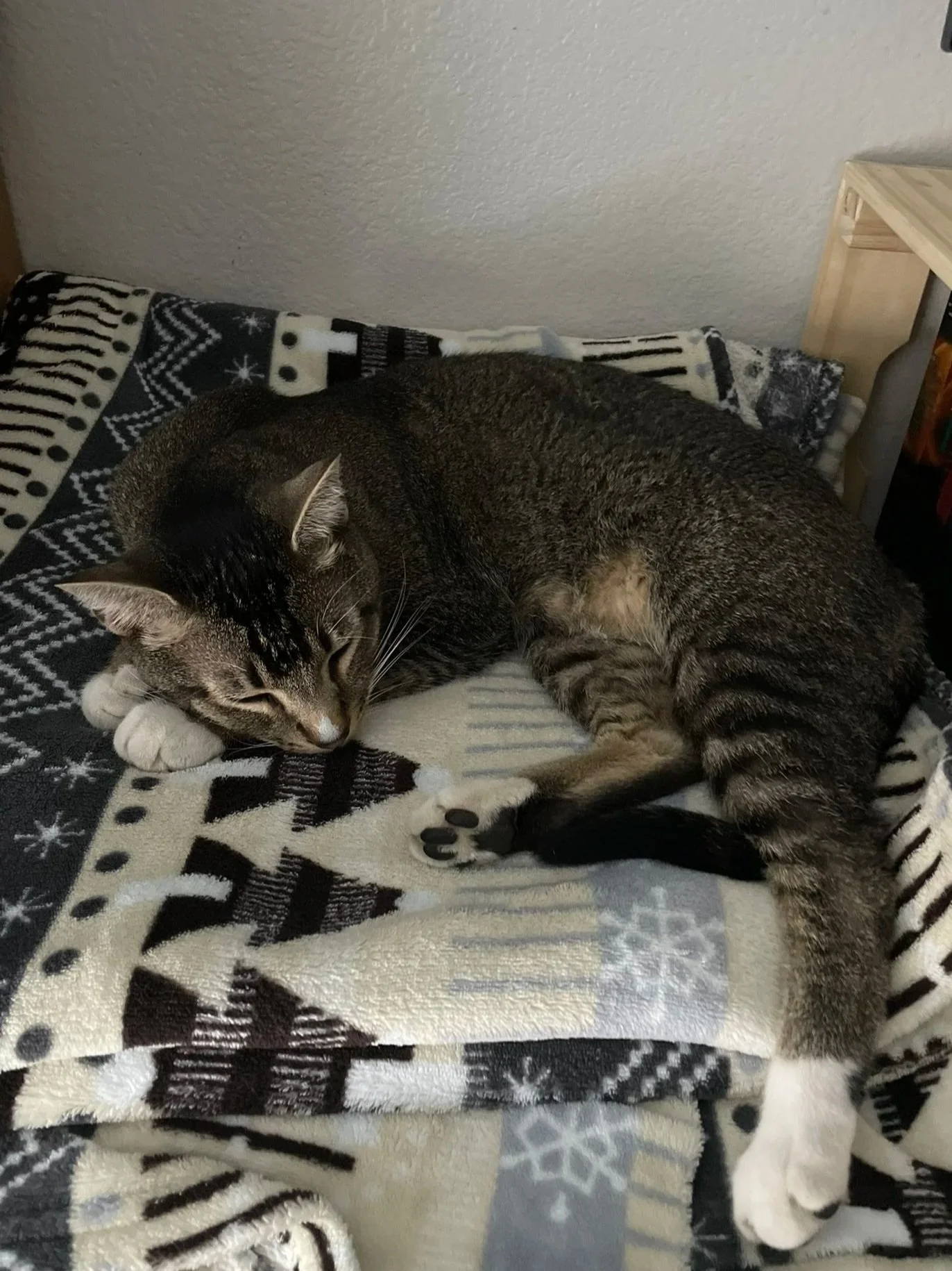 A tabby cat sleeping curled up on a festive black and white blanket