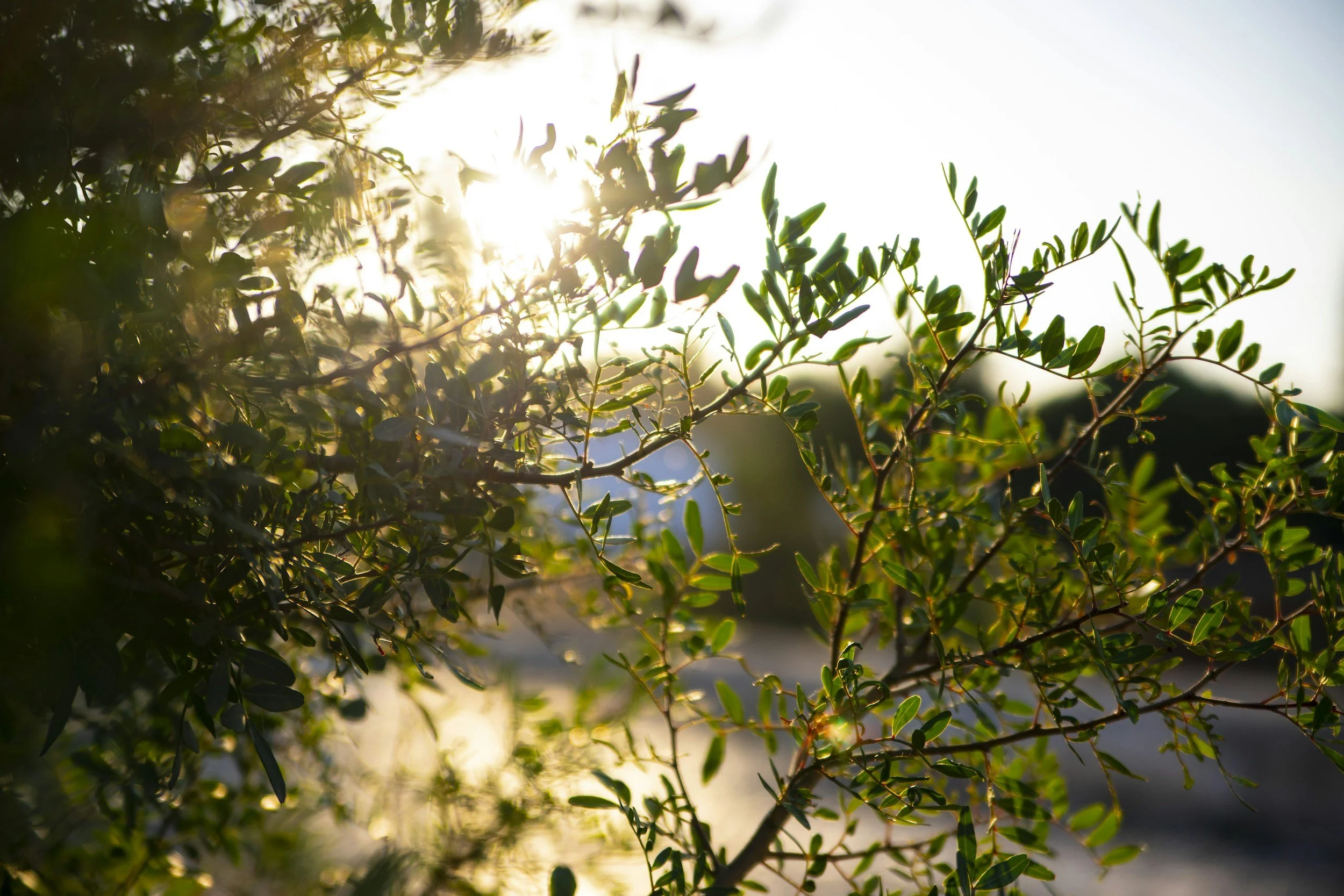 Sun shining through a leafy shrub with green leaves during sunset