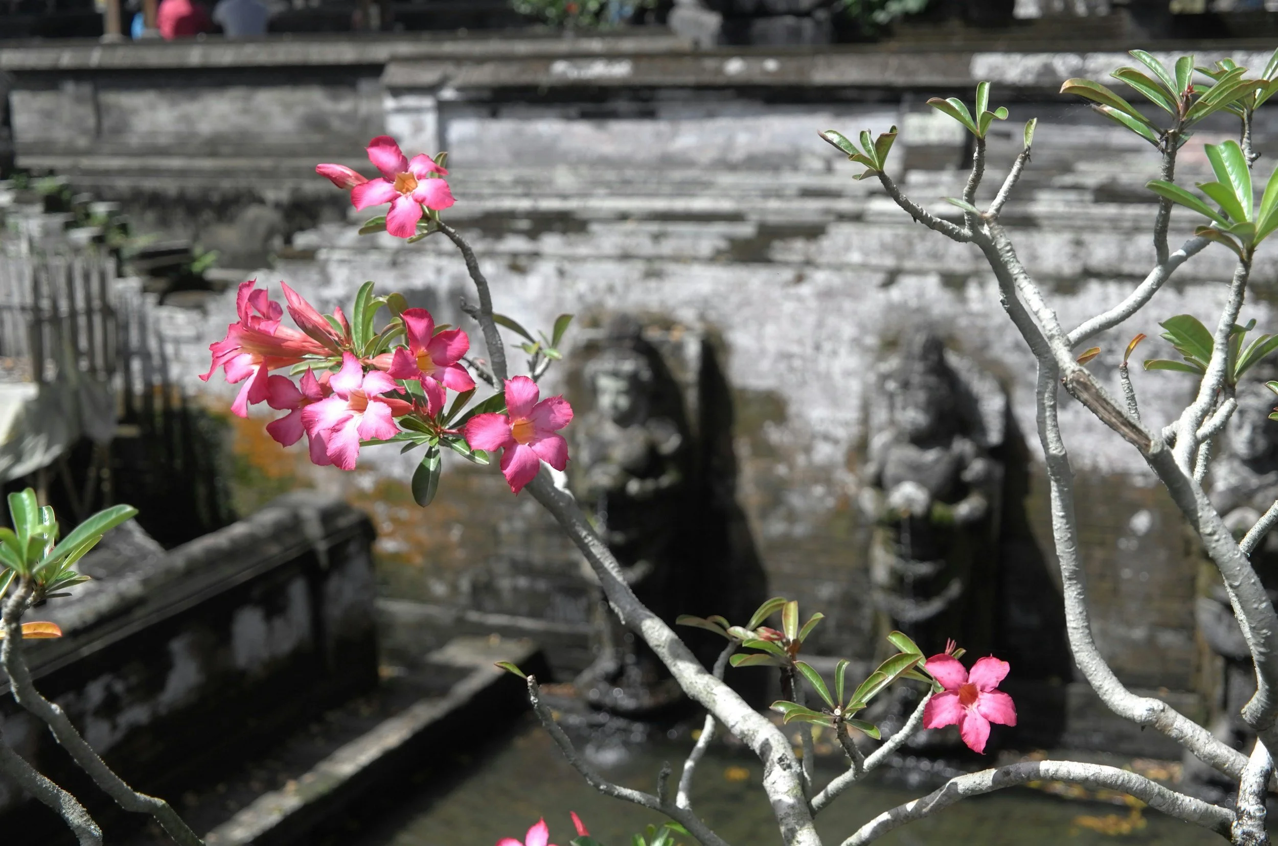 Pink and white flowering plant with green leaves and gray branches in front of a weathered stone fountain or structure.