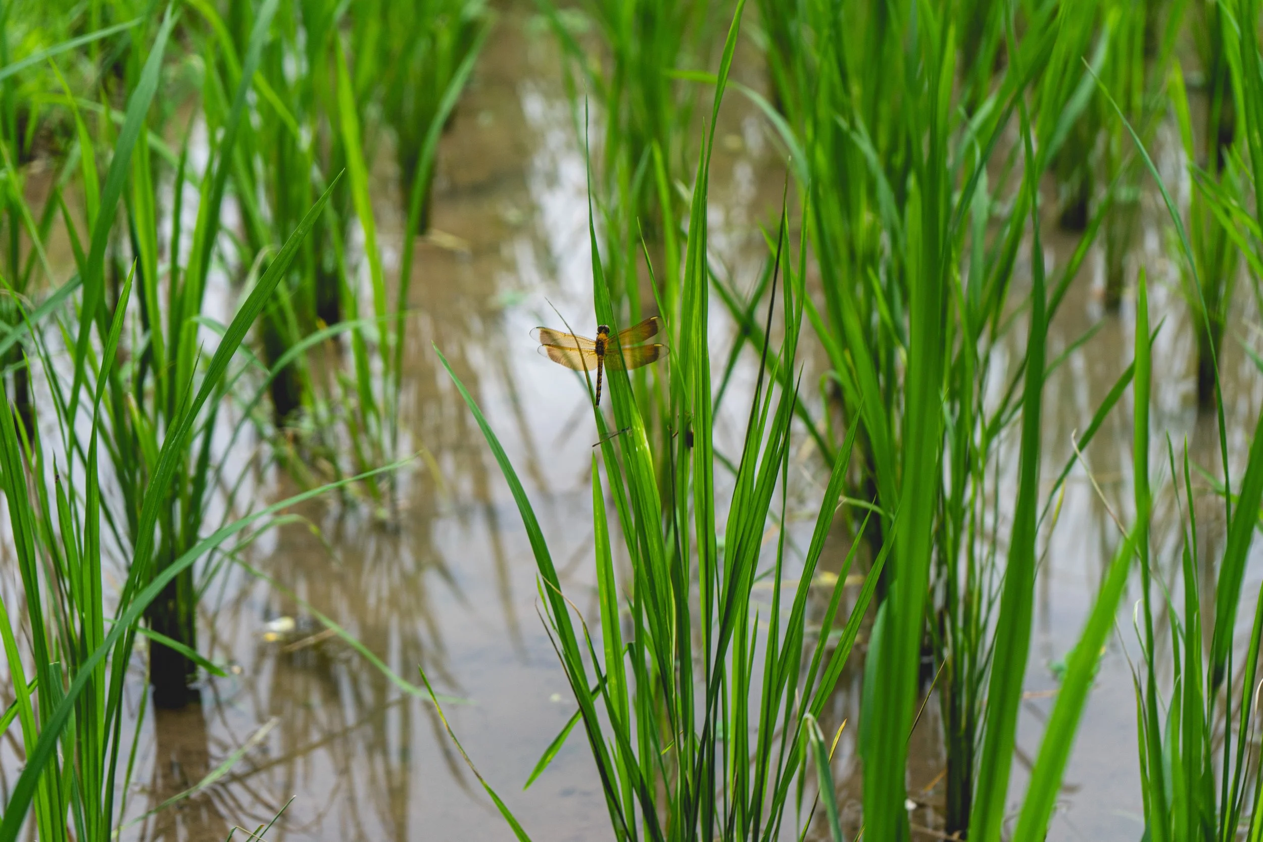 Anna Yoga Therapies-262.jpg