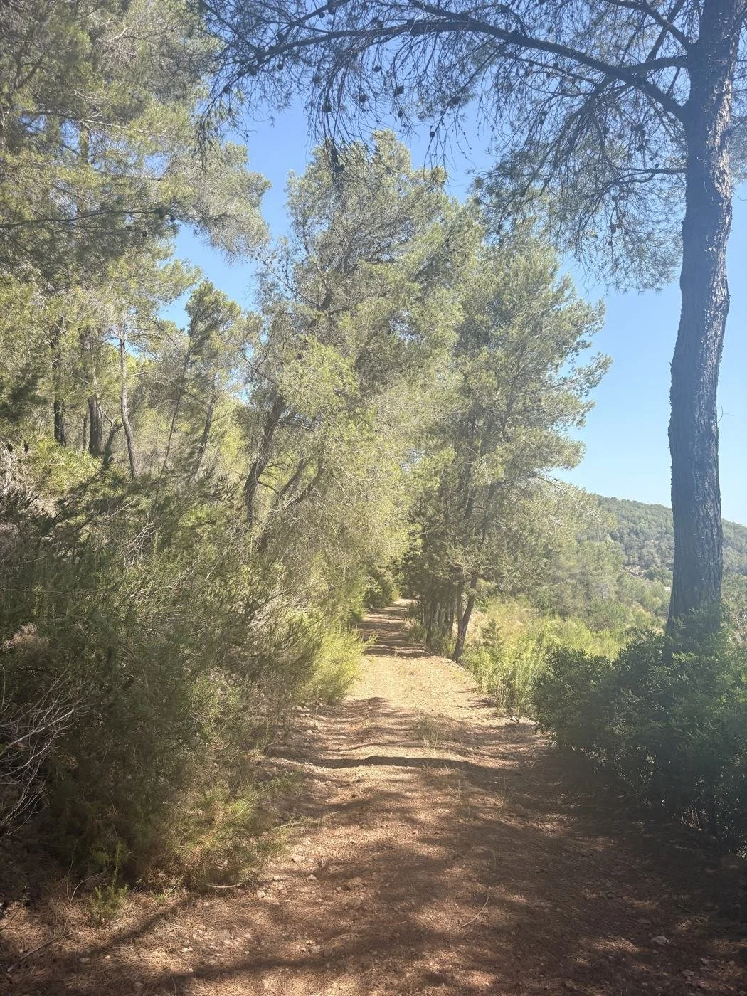 A sunlit path through the pine woodland in northern Ibiza