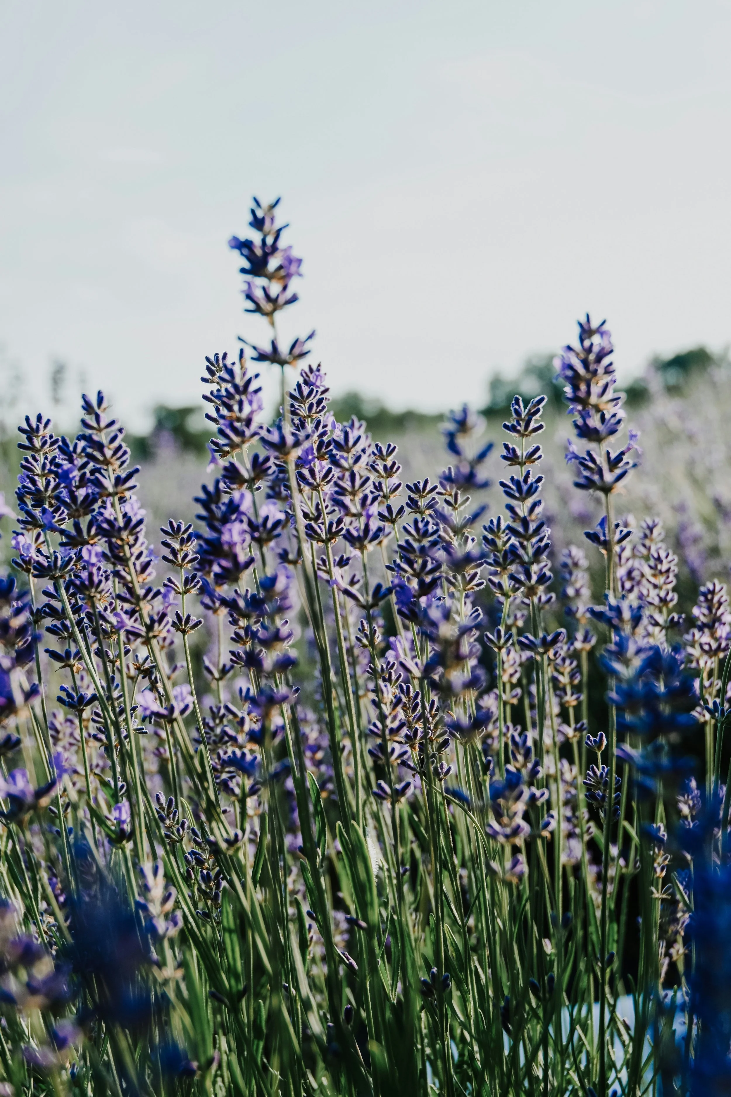 Close-up of a field of lavender flowers. Fragrant landscaping for a custom home in Middle Tennessee.