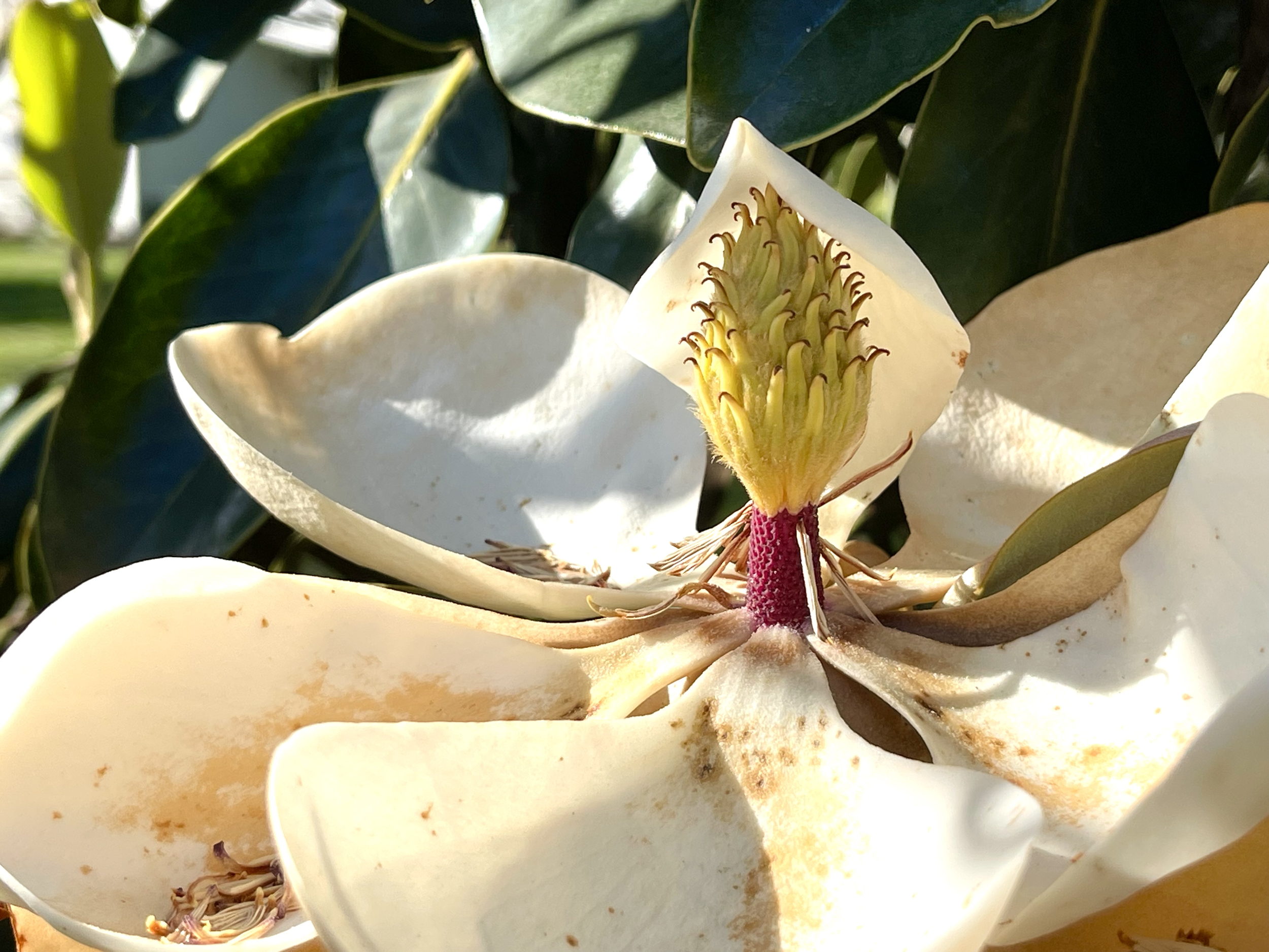 Close-up of a magnolia flower, showing its creamy white petals and a central yellow-green reproductive structure surrounded by reddish filaments.