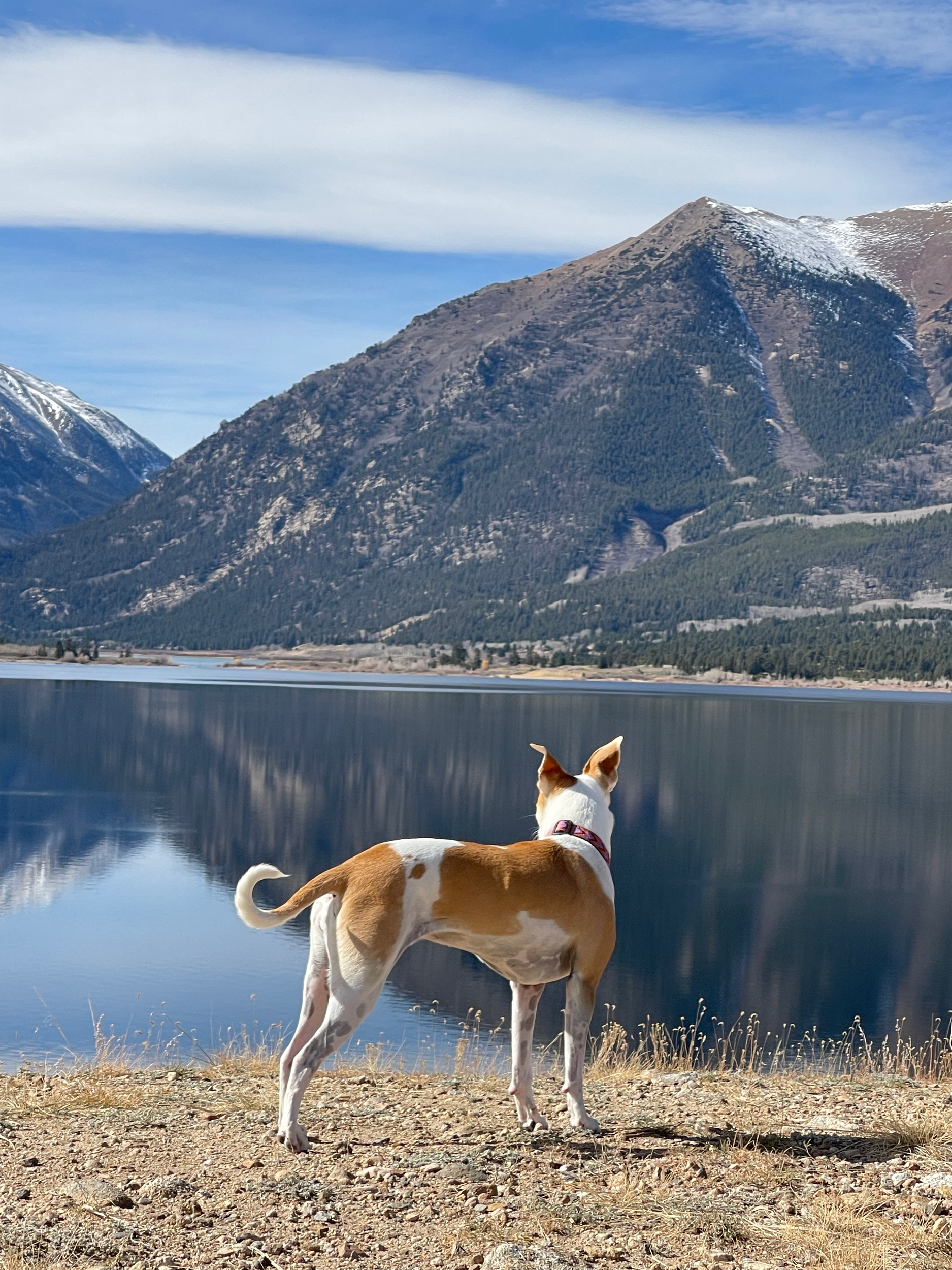 A dog standing on rocky shore by a lake, gazing at mountains with snow patches under a blue sky.