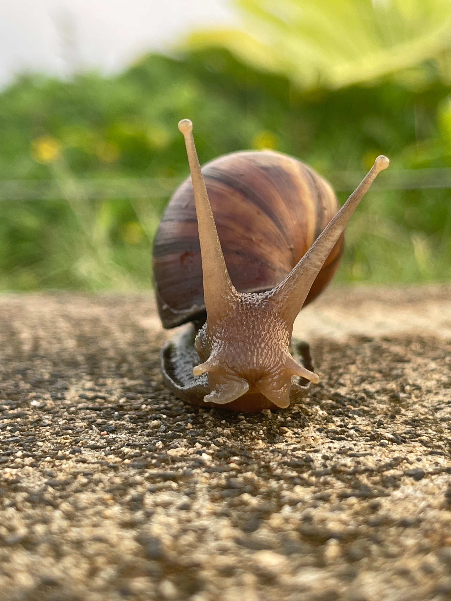 Close-up of a brown snail with a shell, crawling on a textured surface outdoors with blurred green foliage in the background.