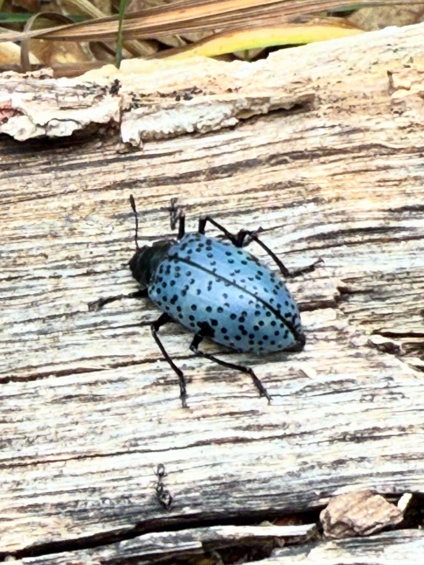 A blue beetle with black spots on a weathered wooden surface.