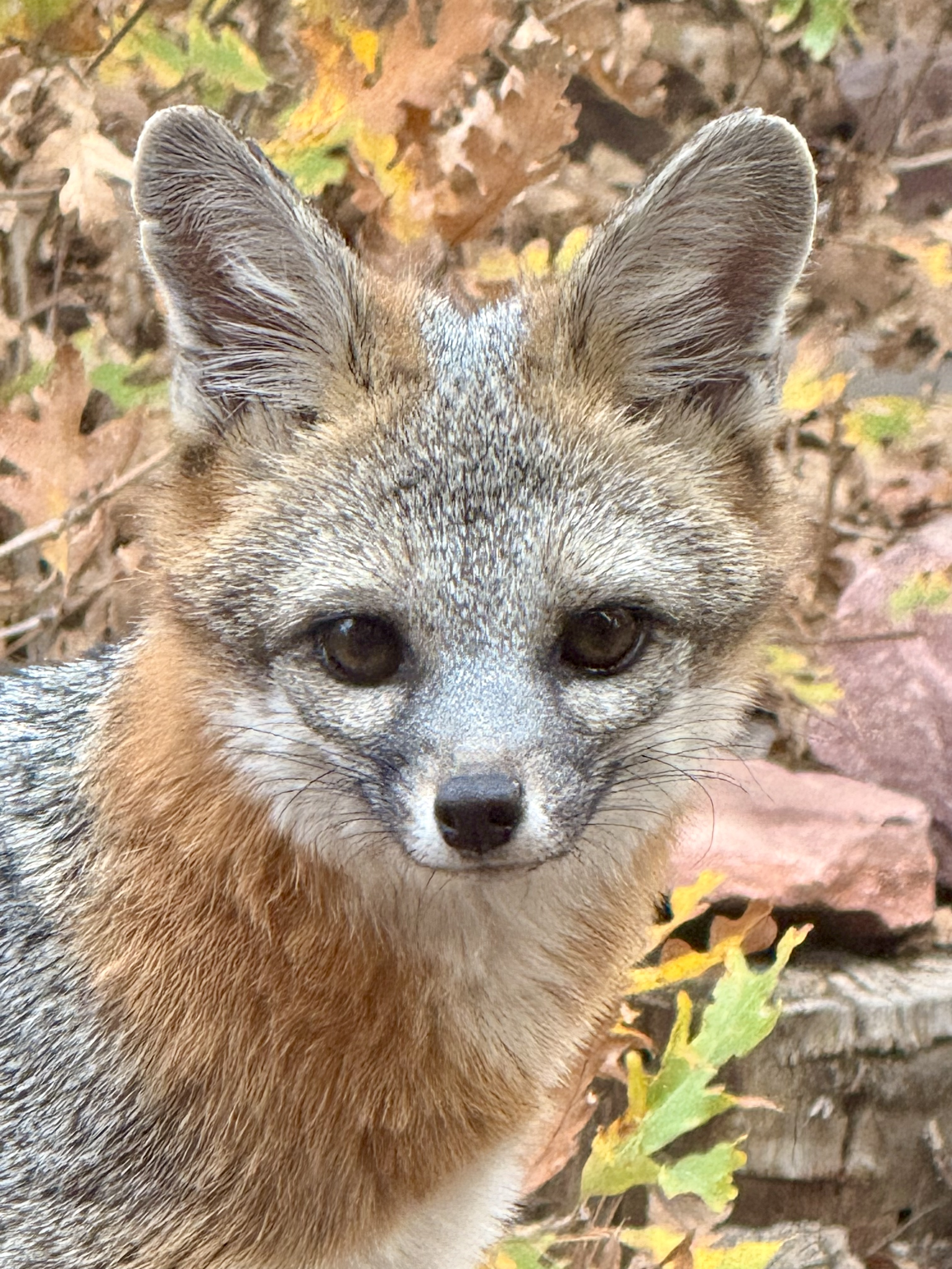 Close-up of a fox with gray and tan fur, black eyes, and erect ears, outdoors among fall leaves and rocks.