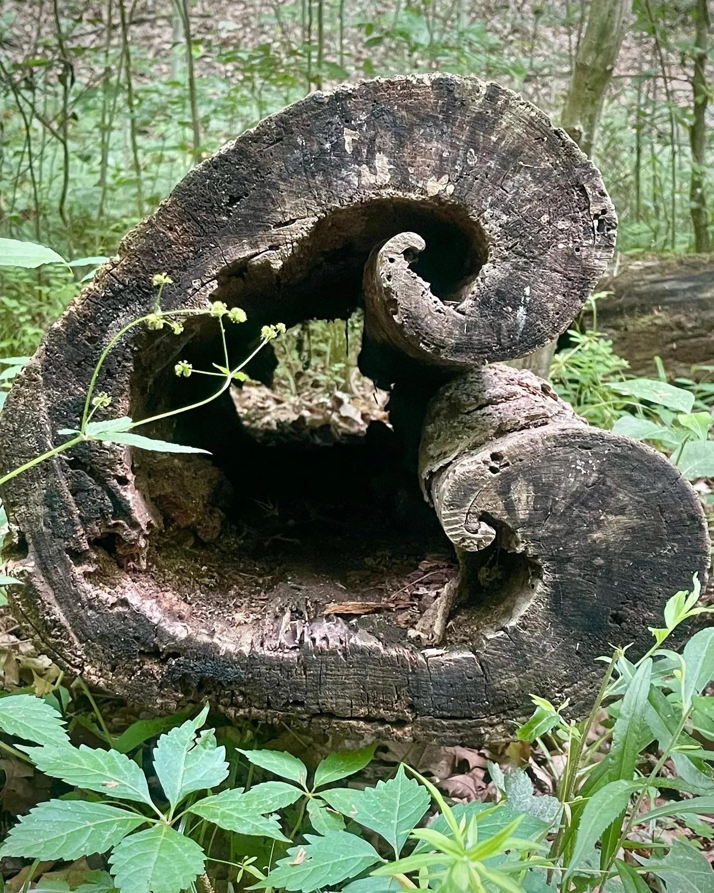 A fallen log in a forest, with a natural hollowed-out spiral shape.