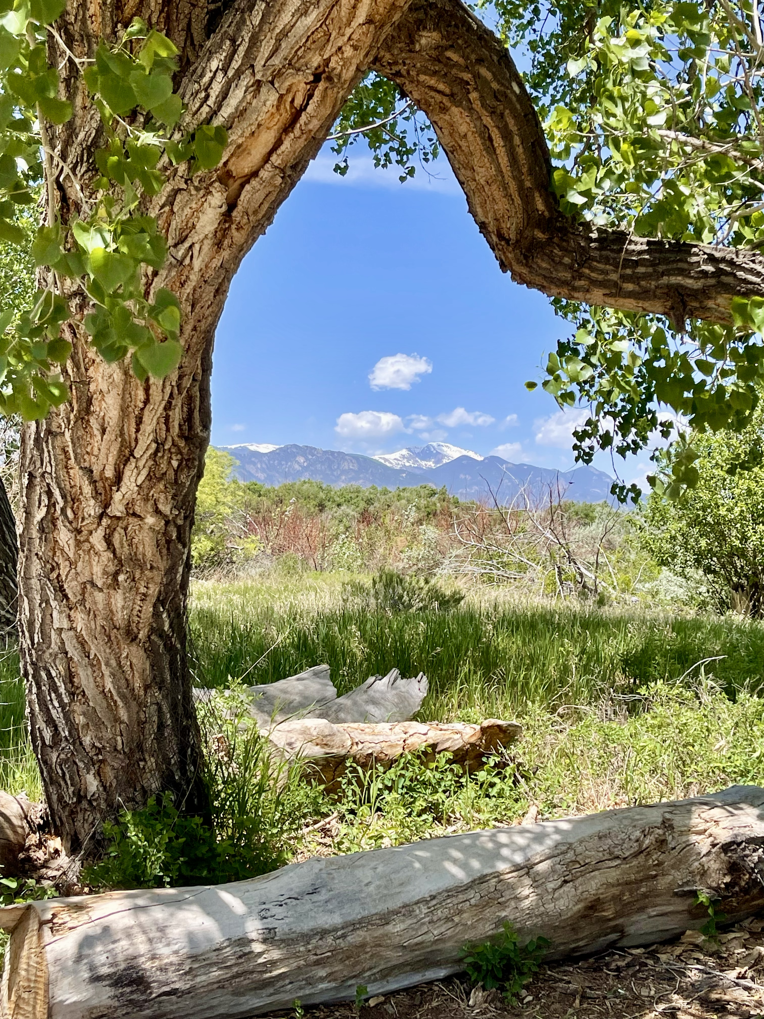 A scenic view of mountains with snowy peaks in the distance, seen through a natural arch formed by a large, curved tree trunk. Green foliage surrounds the scene, and a blue sky with a few clouds is overhead.