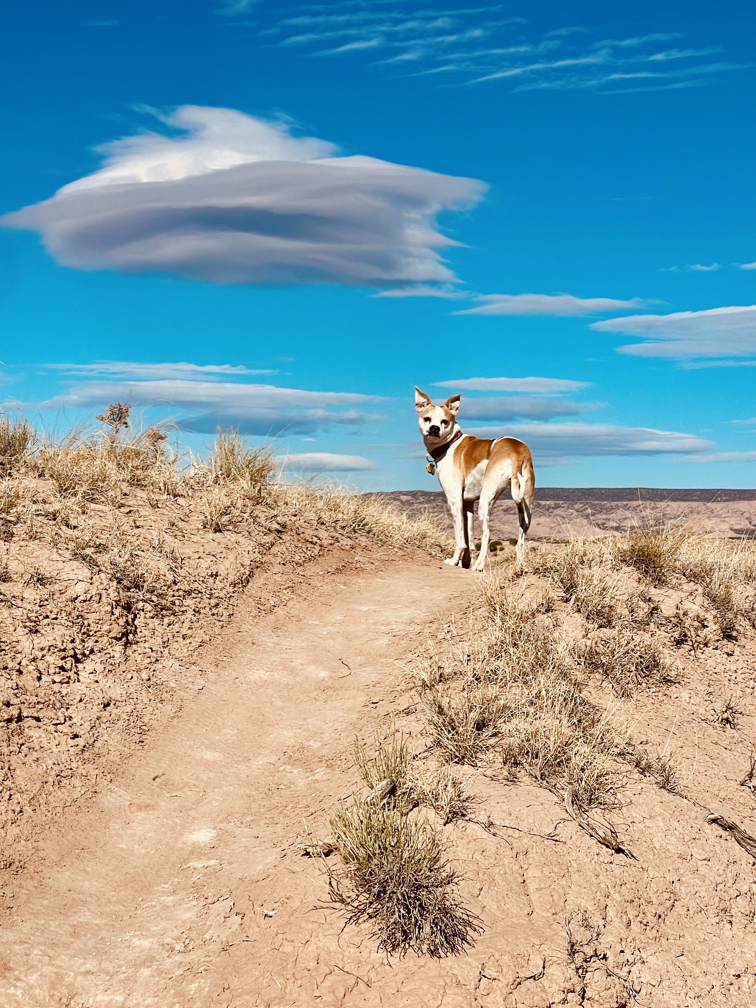 A dog standing on a dirt trail in a desert landscape under a blue sky with scattered clouds.