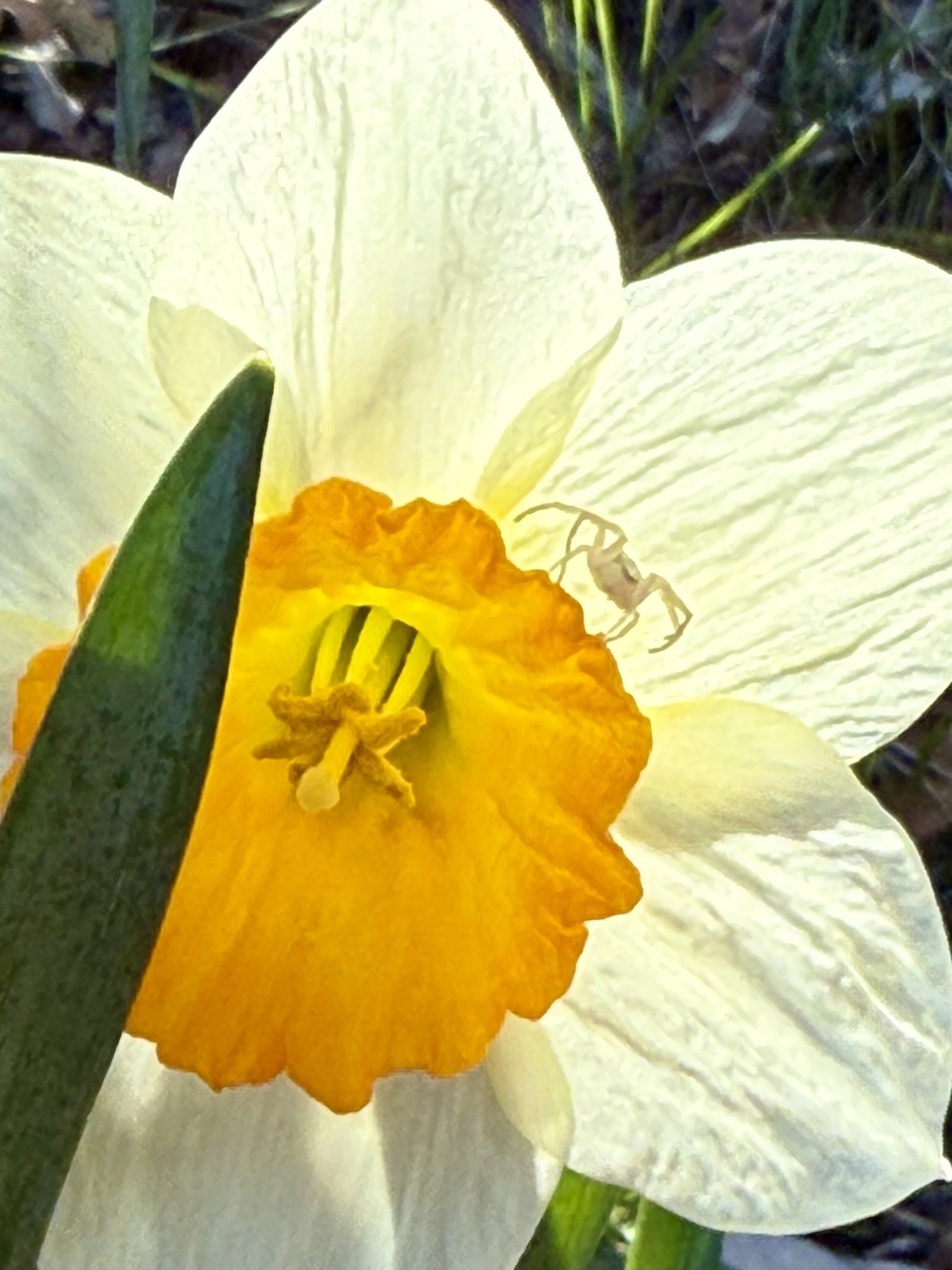 A close-up photograph of a white and yellow daffodil flower with a tiny insect on one of the petals, with some green grass in the background.
