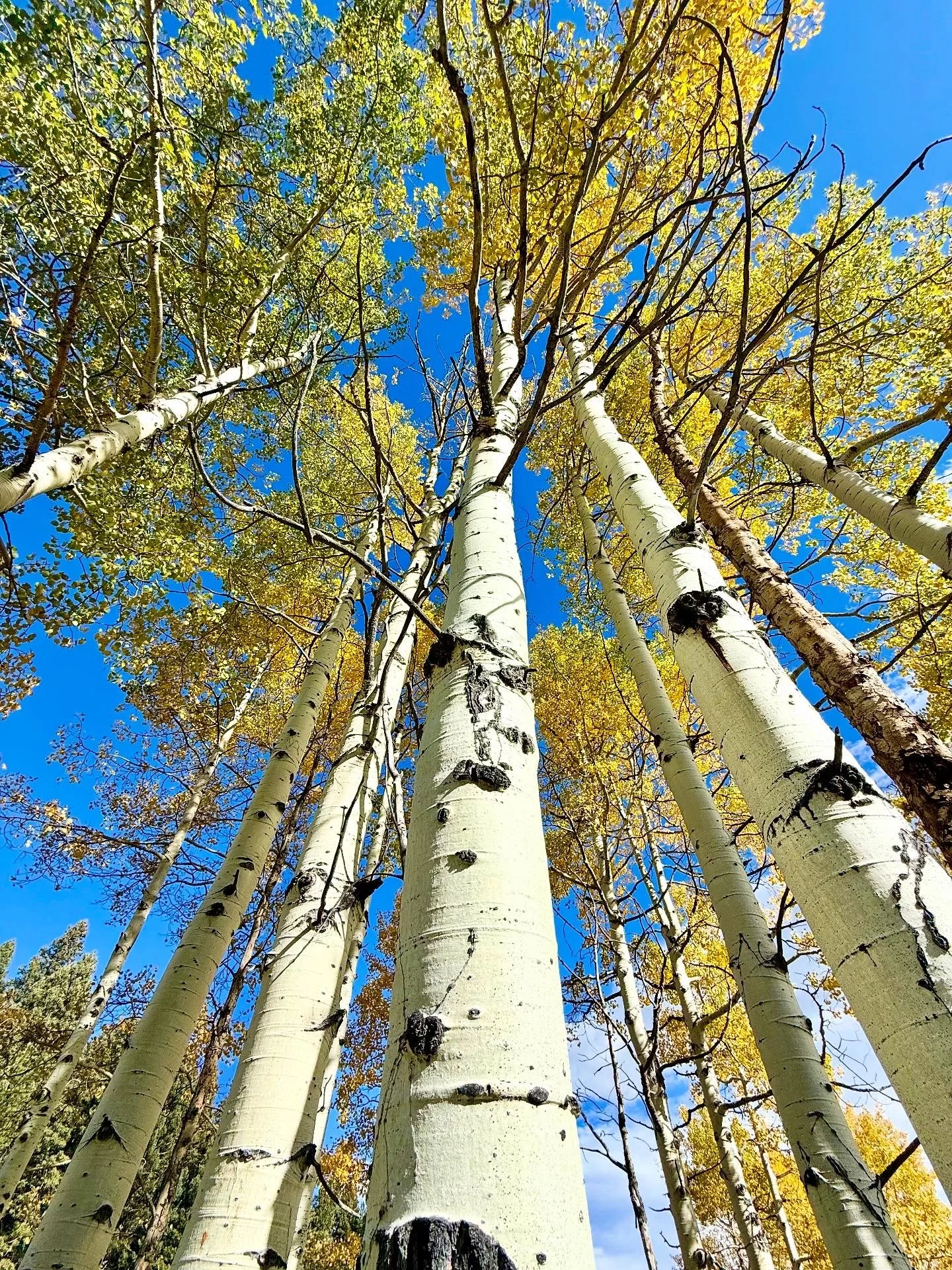 Looking up at tall aspen trees with white bark and green and yellow leaves against a bright blue sky.