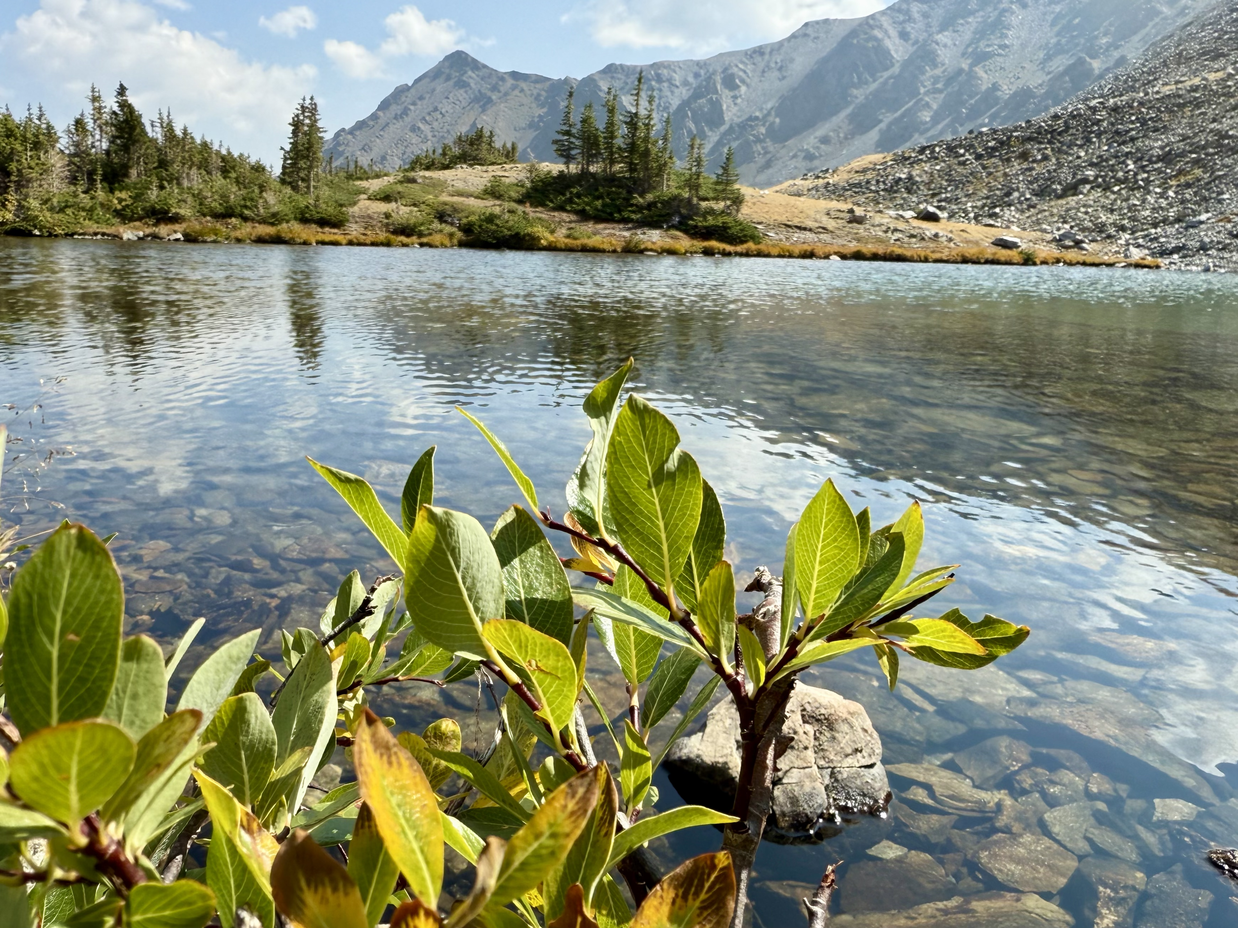 A mountain lake with clear water, surrounded by green trees and mountainous terrain in the background, with plant in the foreground.