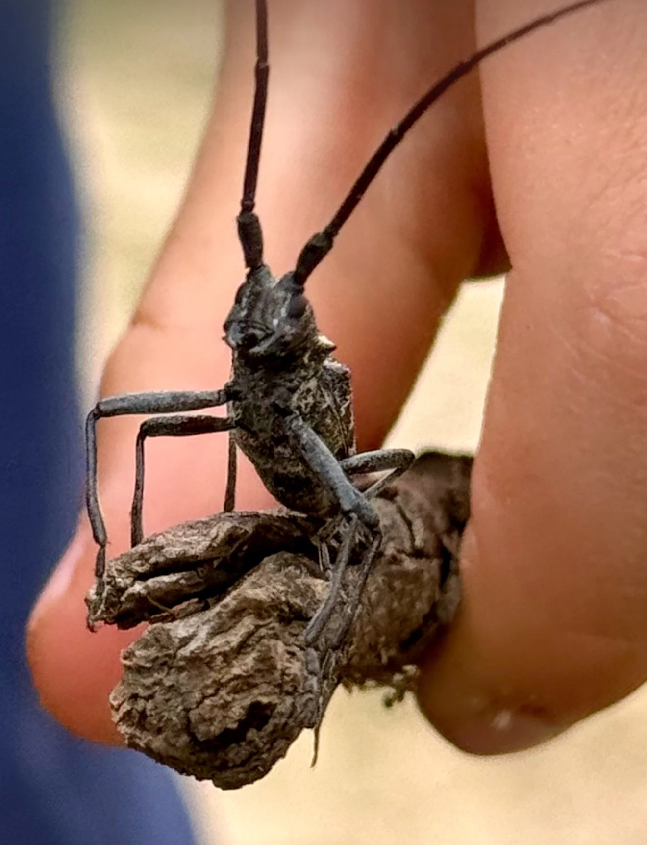 Close-up of a large, dark-colored insect with long antennae, sitting on a textured piece of wood, being held by a person's fingers.
