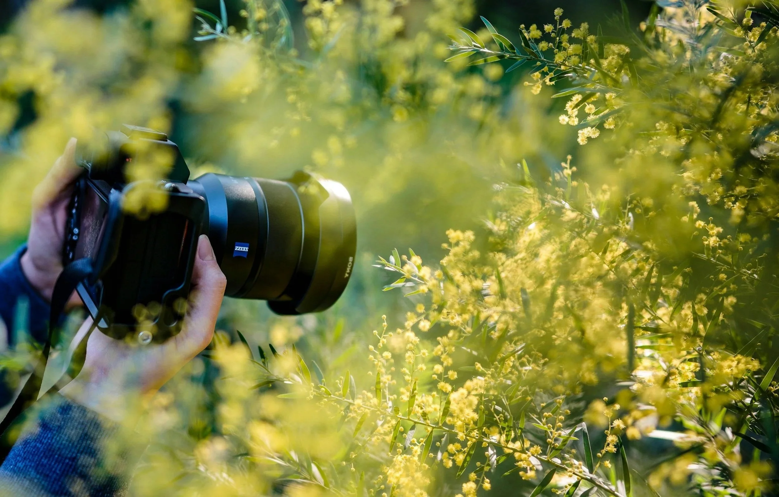 Person taking a close-up photograph of yellow flowering plants with a professional camera.