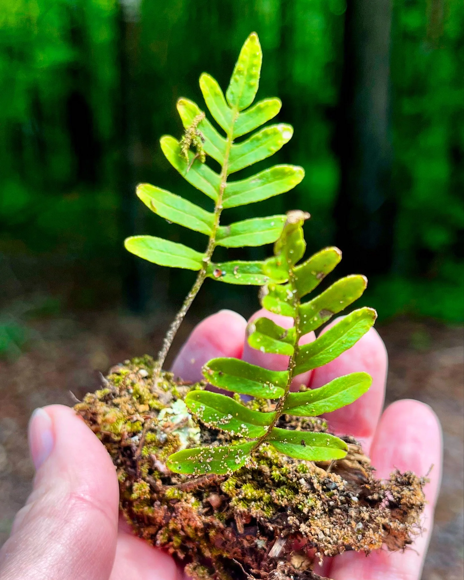 Person holding small green fern plant with elongated leaves in soil